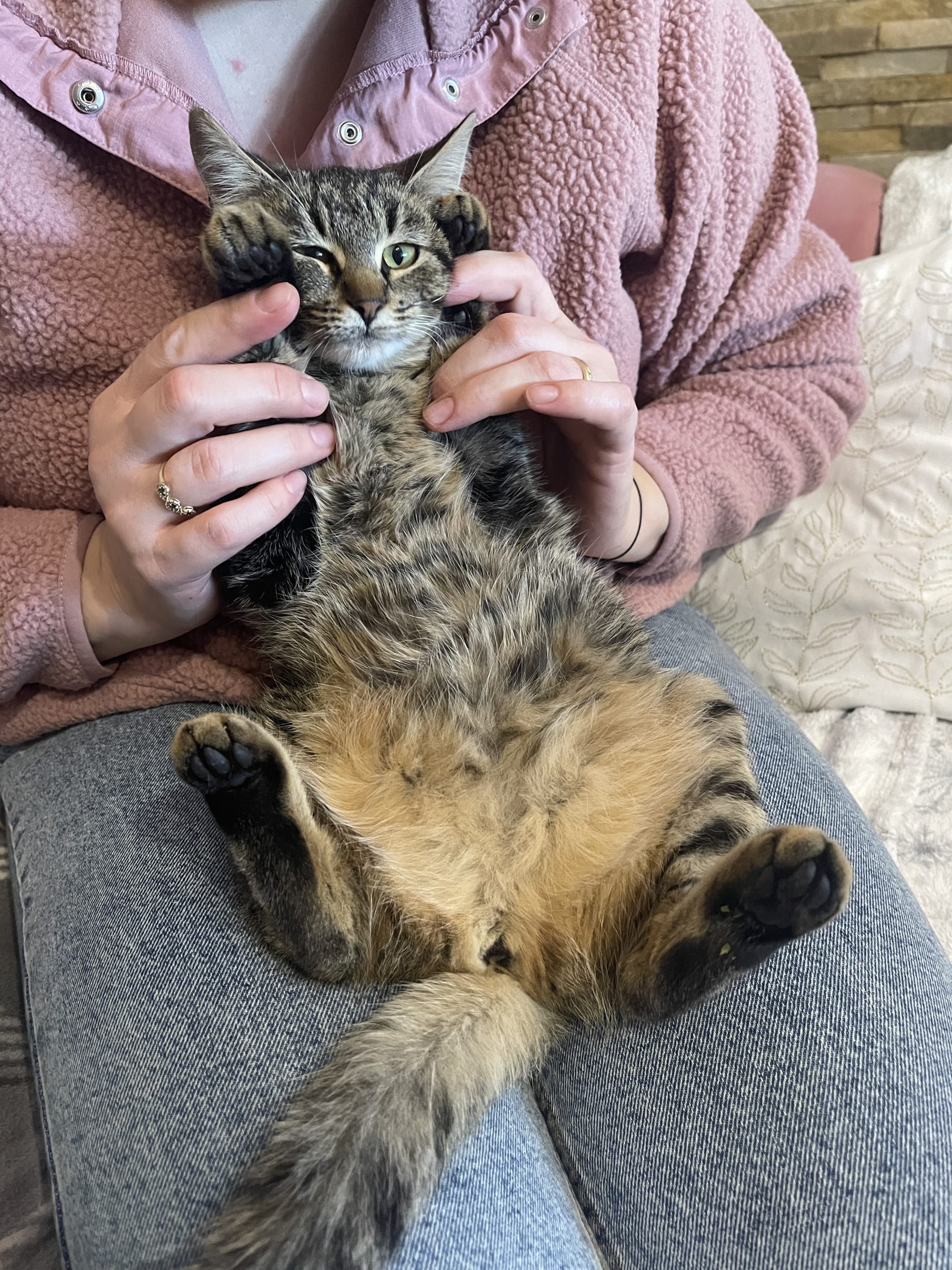 Dau spre adopție pisicuța
