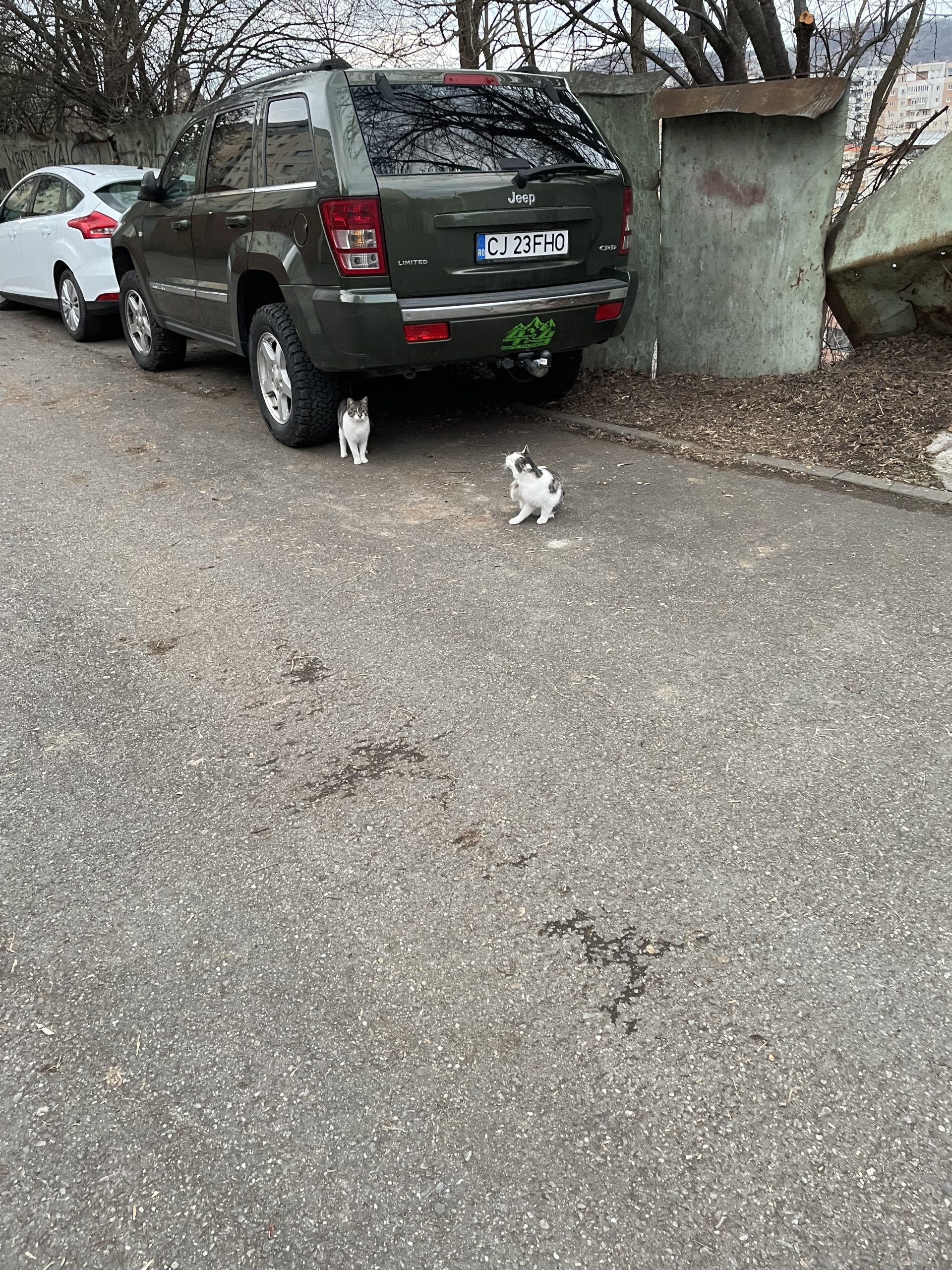 Tomita isi cauta o casuta in Cluj-Napoca