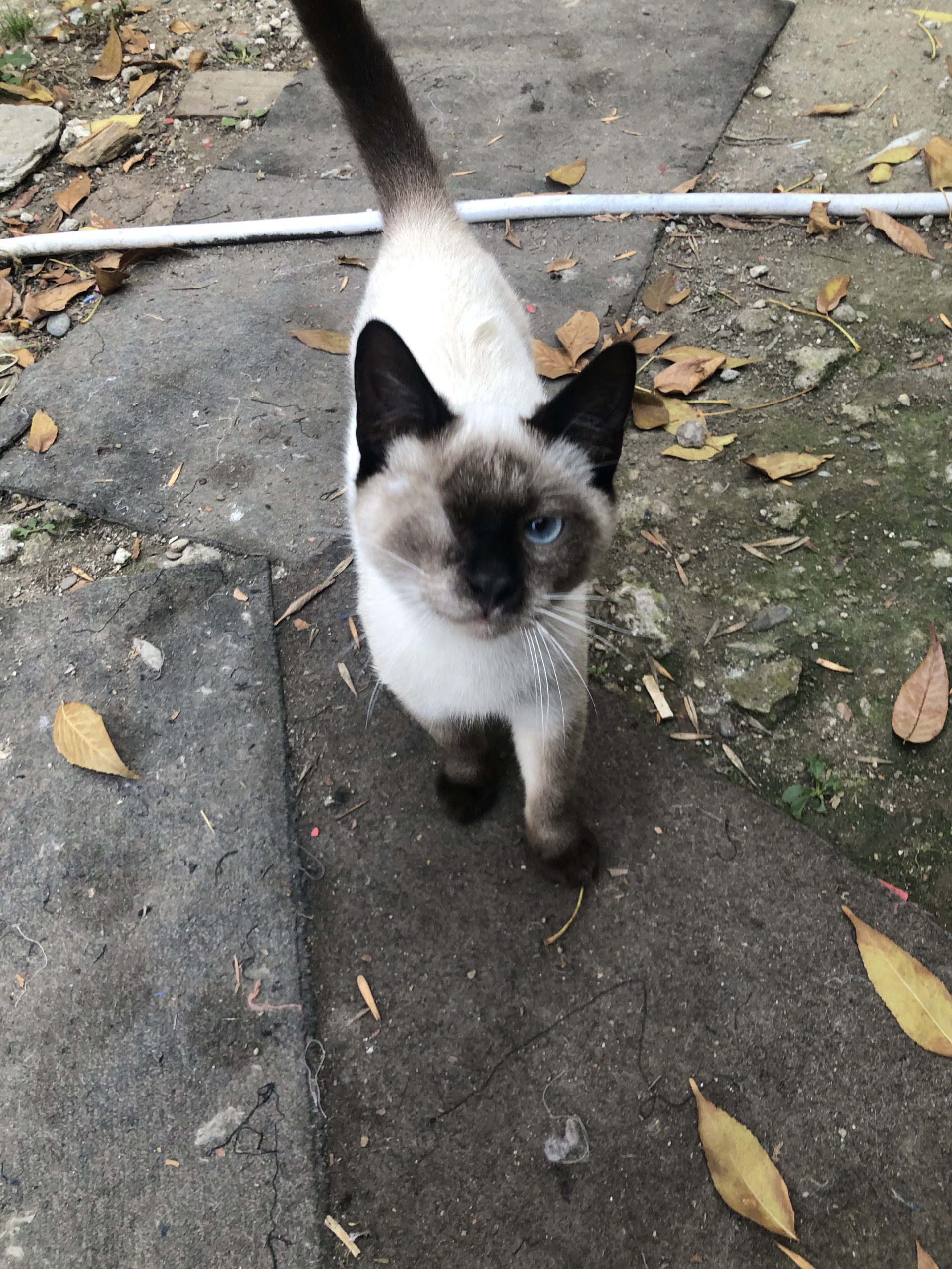 Adopție