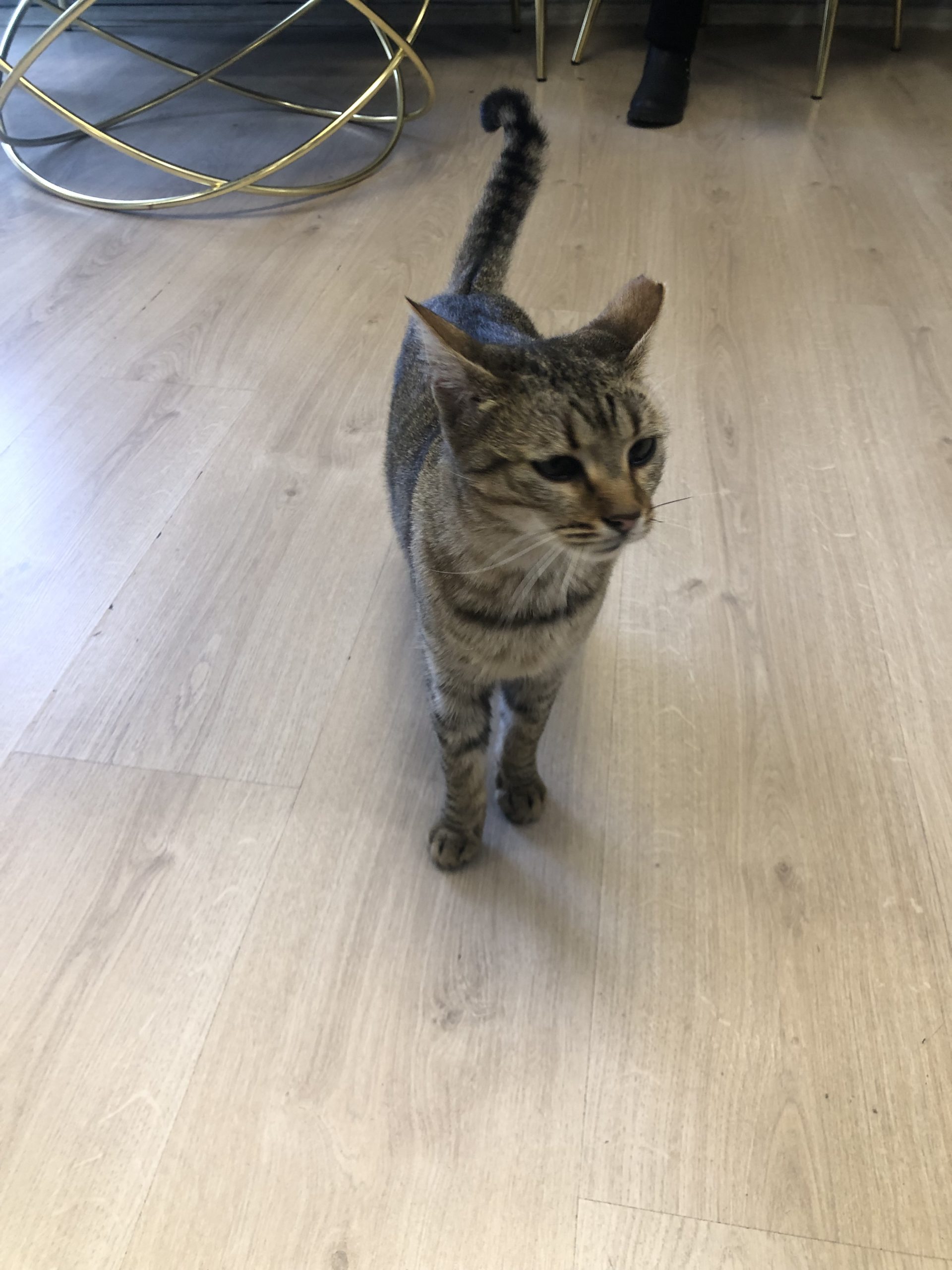 Adopție
