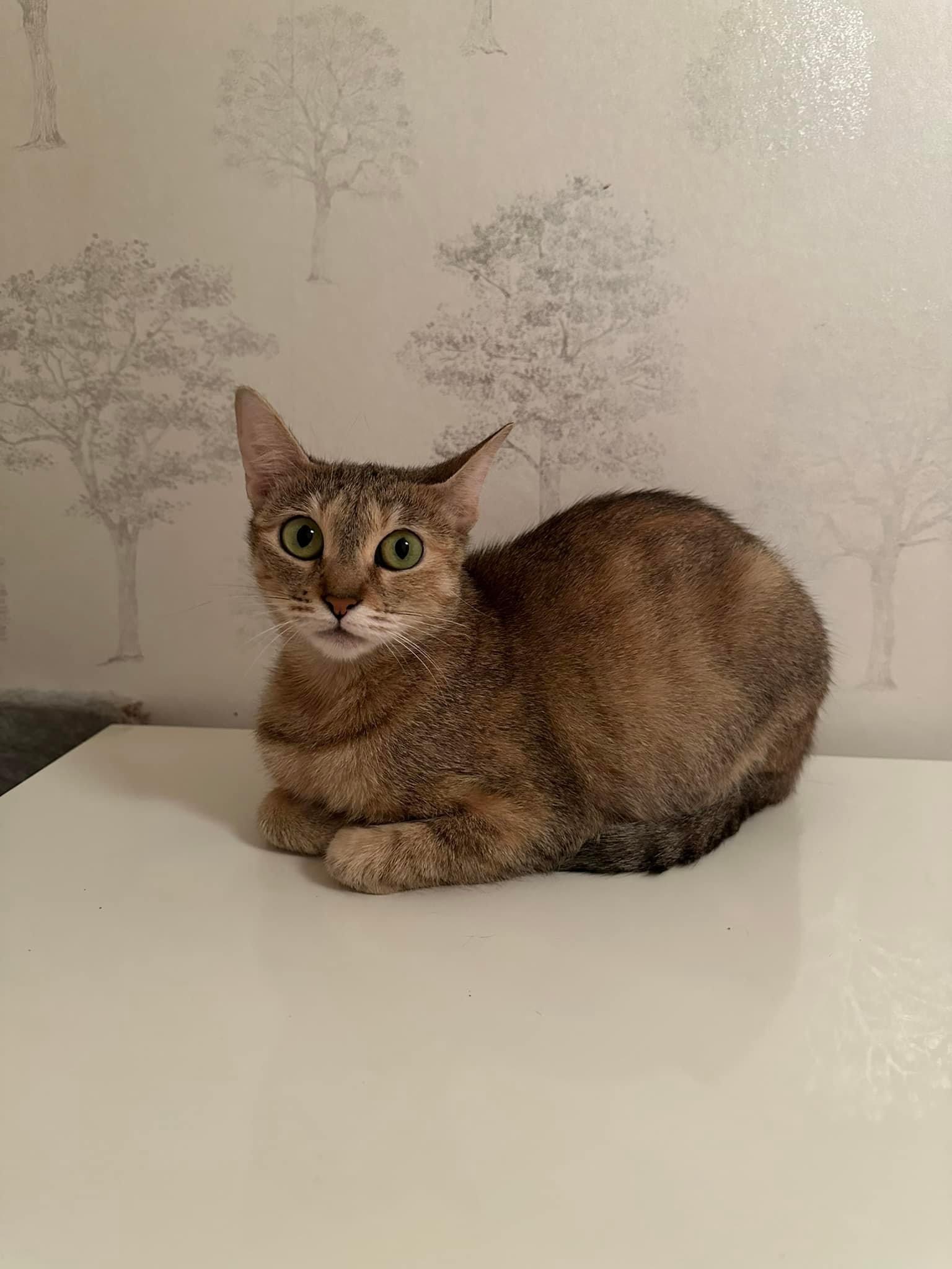 Tigrisoare adorabile
