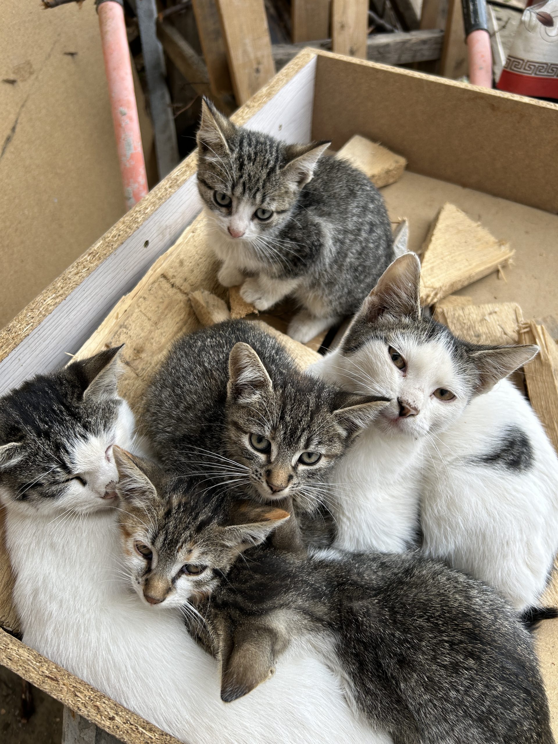Oferim spre adopție pisicute
