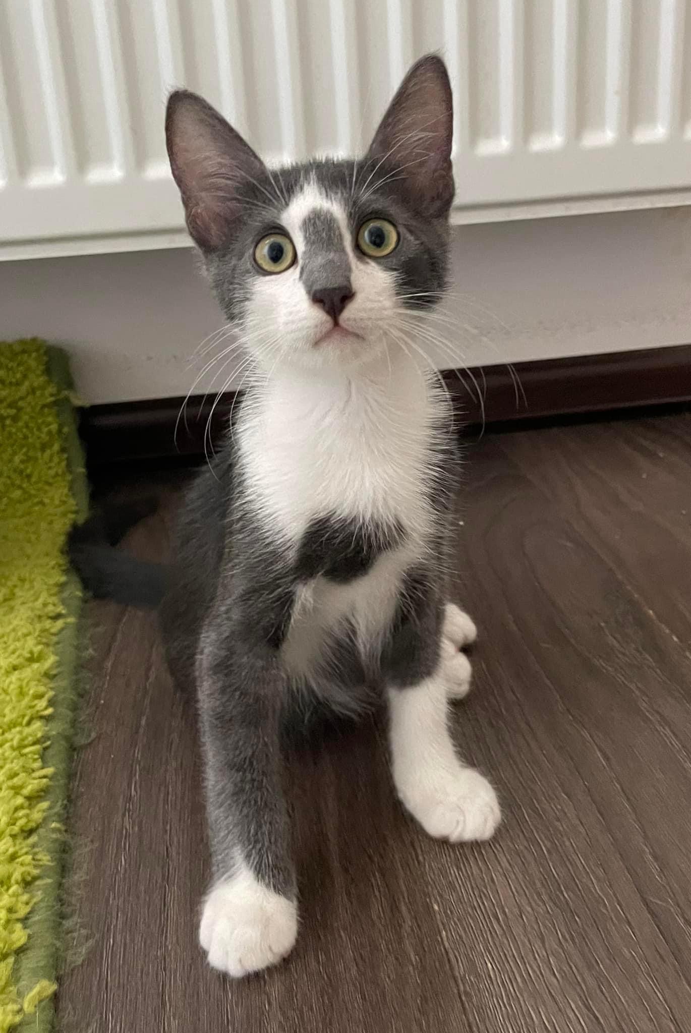 Sky pentru adoptie responsabila
