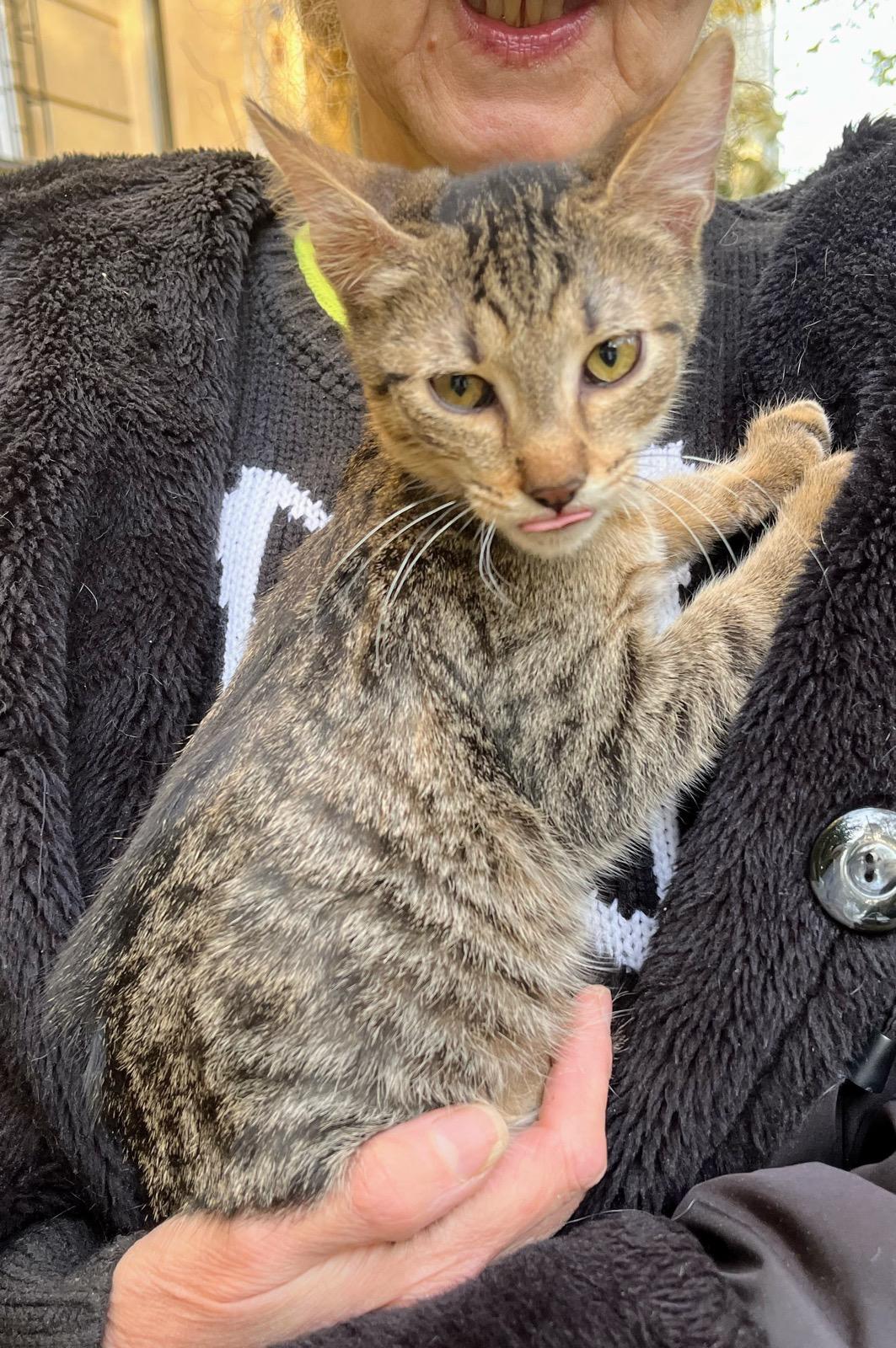 Metisi British Shorthair tabby pui, gratuit