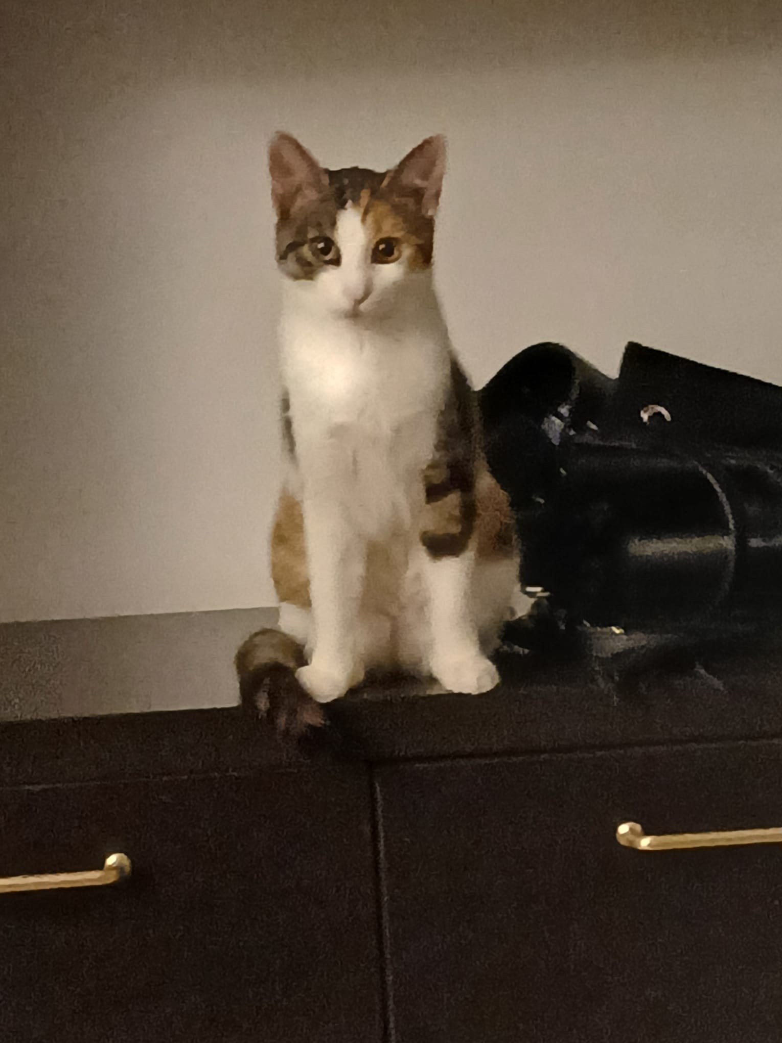 Roza,femela, 5 luni, calico dulce si jucausa