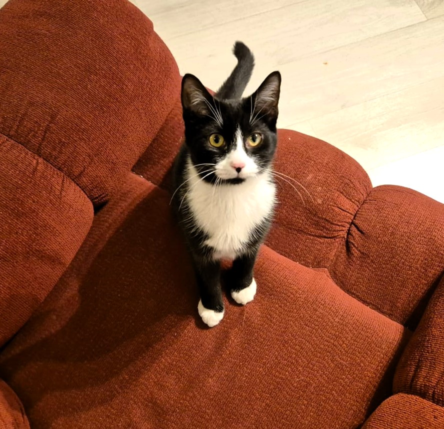 MINNIE își caută un prieten uman