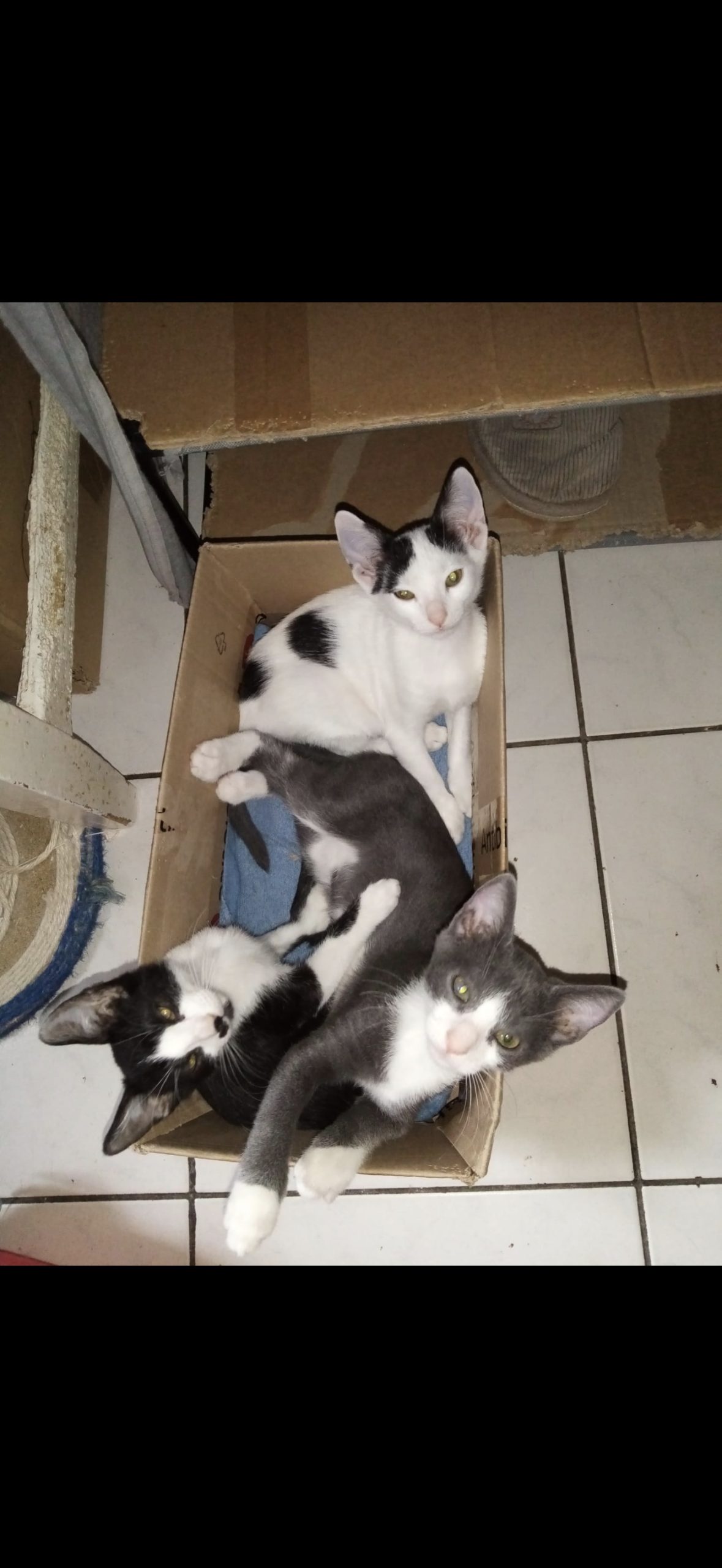 PUK, PETE, PAN