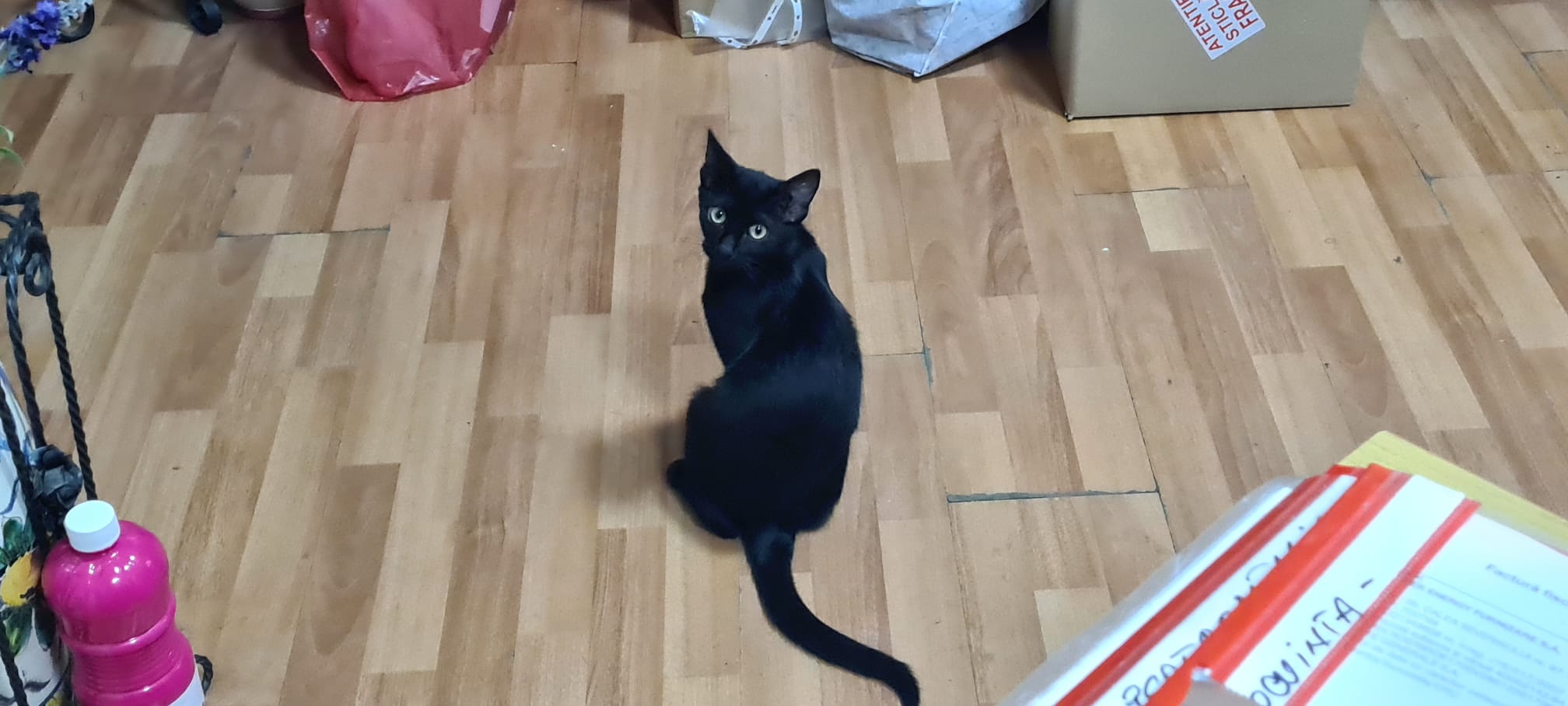 Bagherra black cat…
