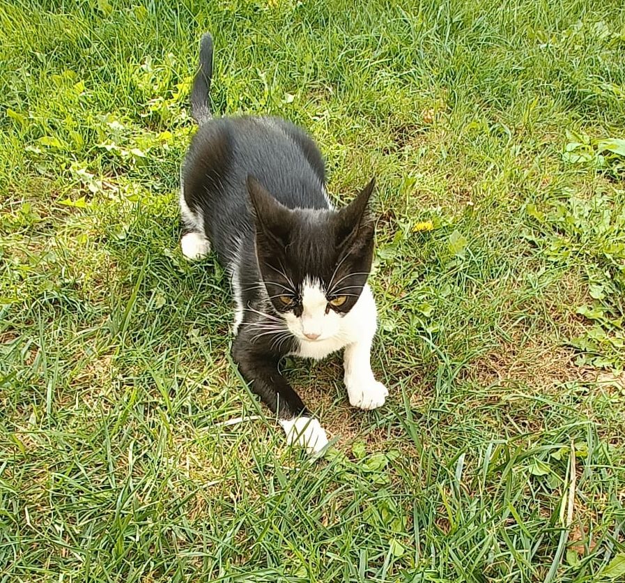 Sunt Lia, o pisicuta de 7 luni si imi caut stapan