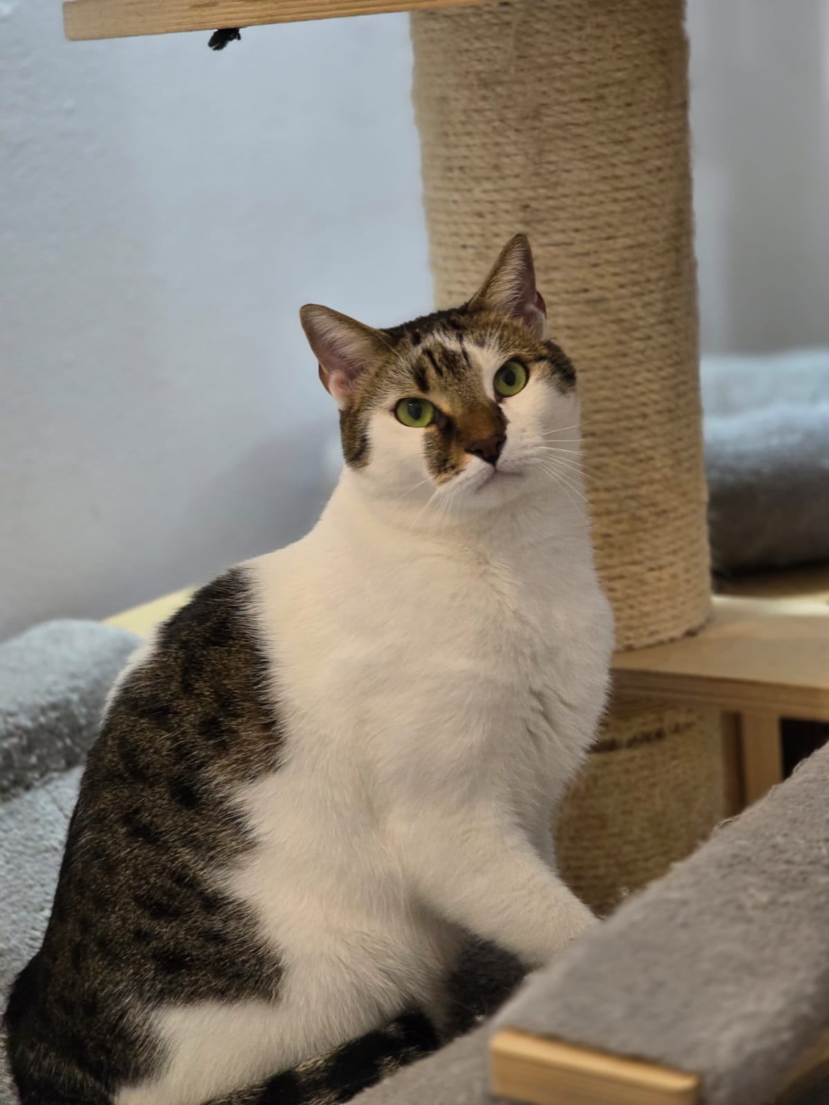 Javier – de adoptat si iubit toata viata