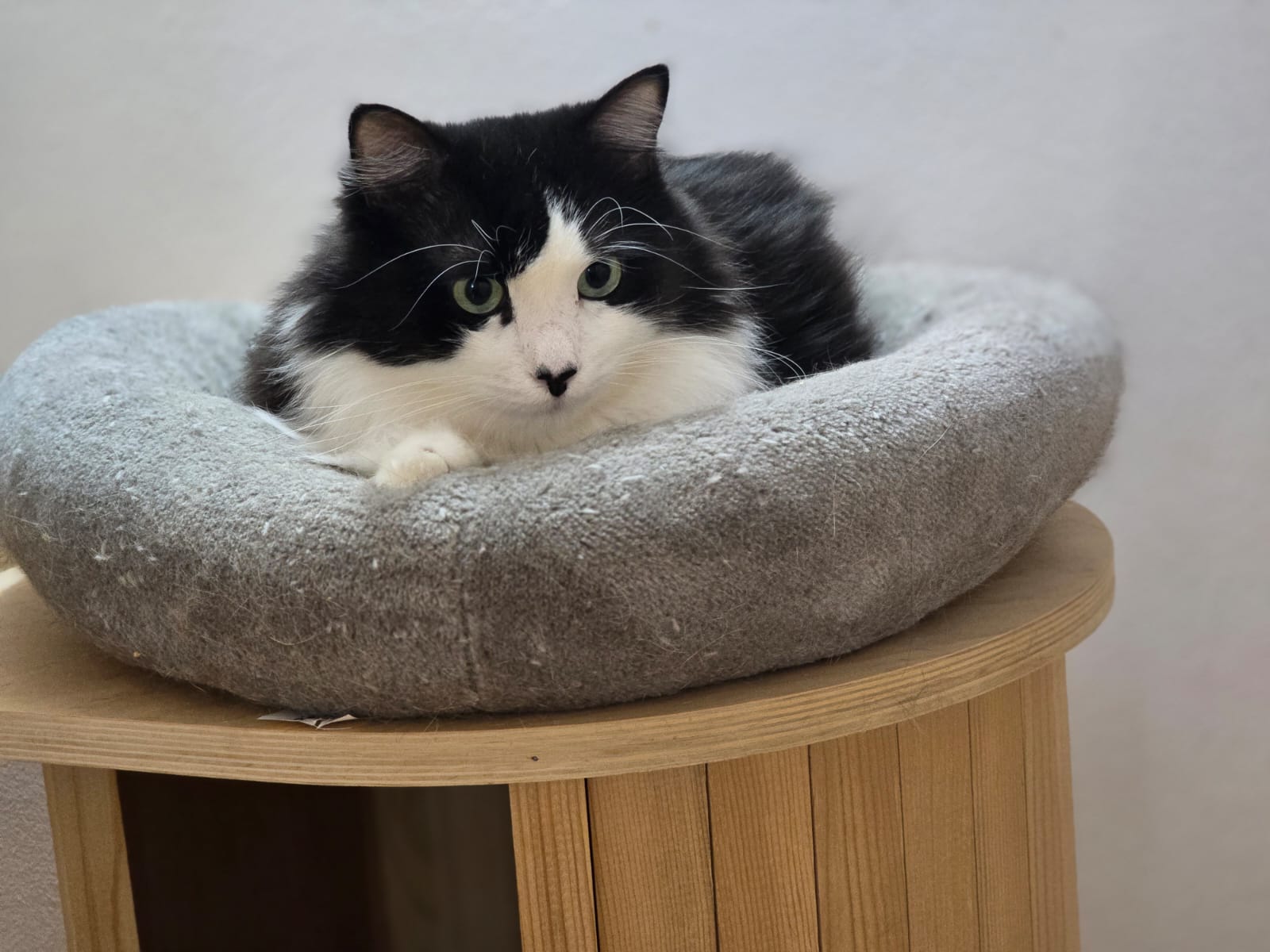 Felix – de adoptat si iubit toata viata