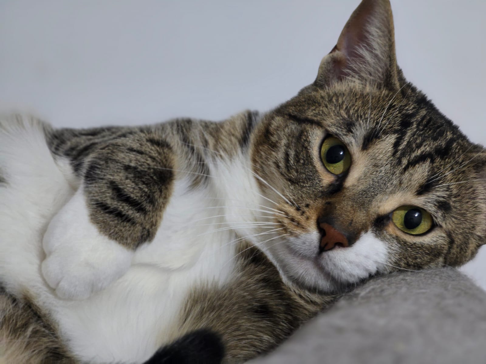 Melissa –  fetita 1 an, de adoptat si iubit toata viata