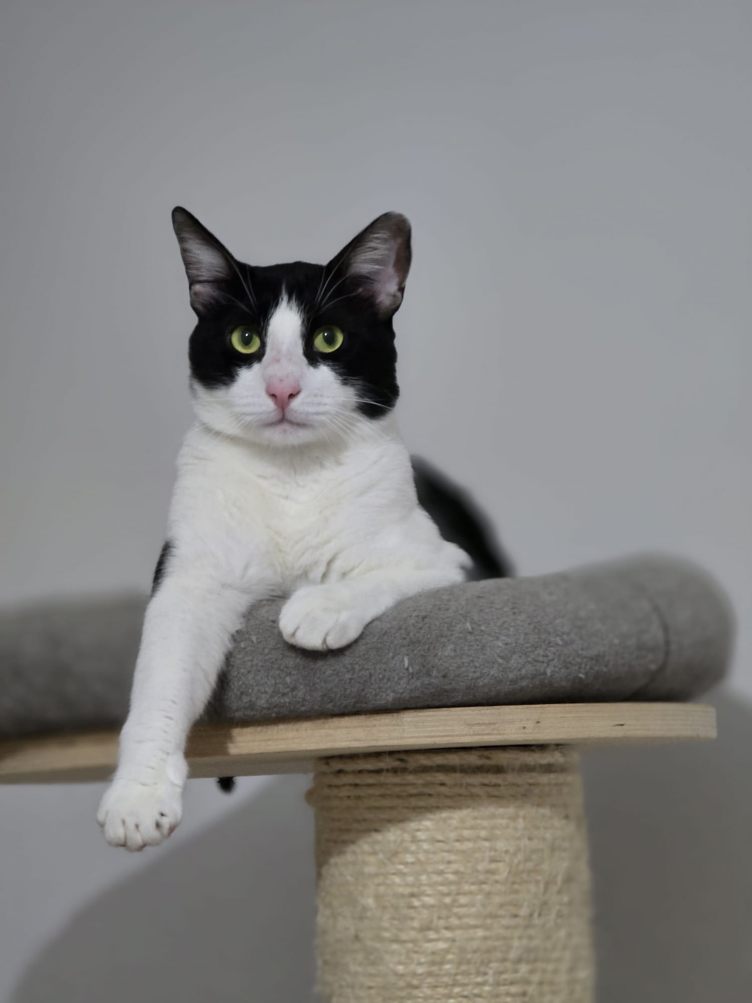 Jerry baietel de adoptat si iubit toata viata (1 an)