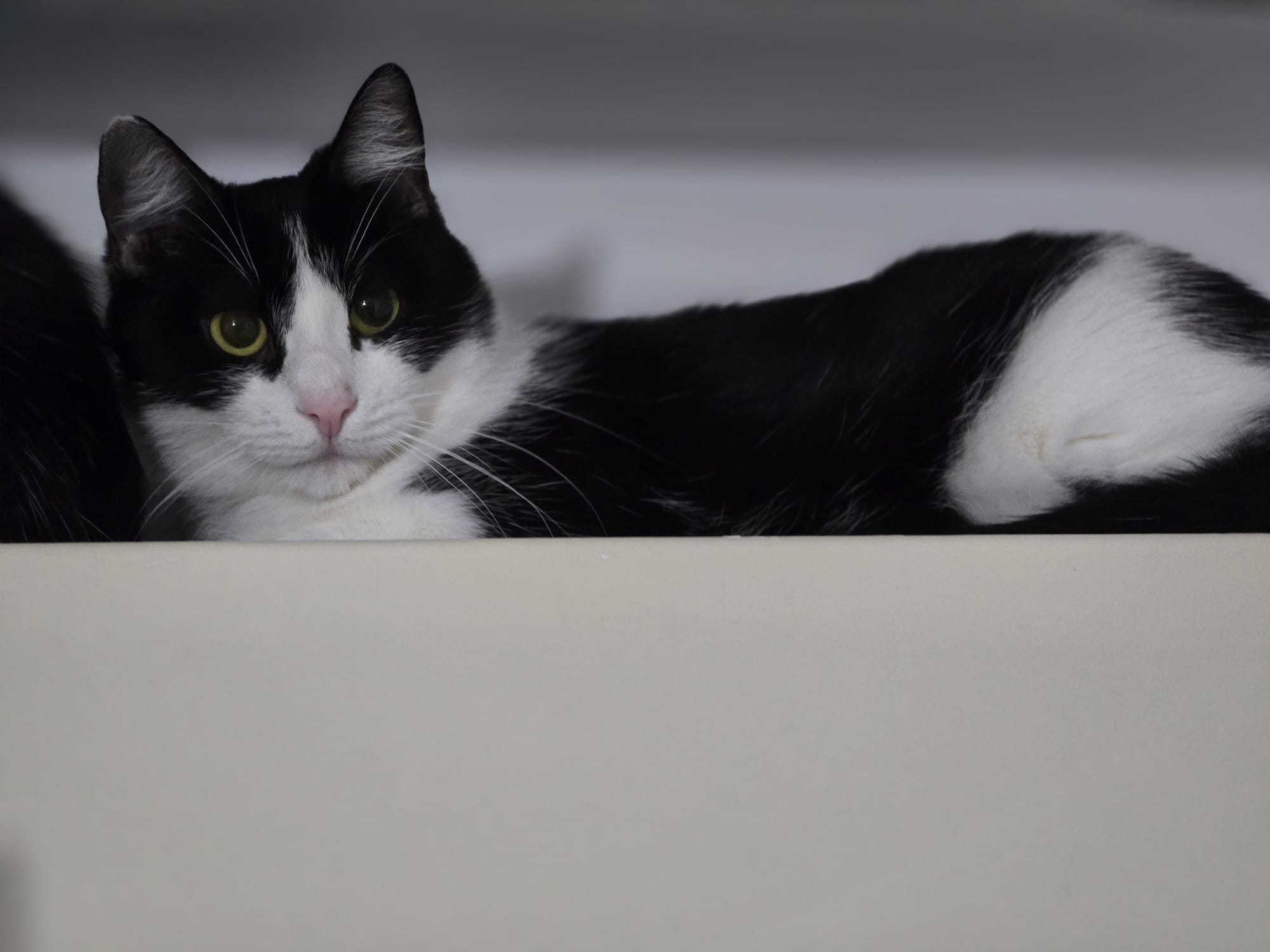 Anais – de adoptat si iubit toata viata (1 an)