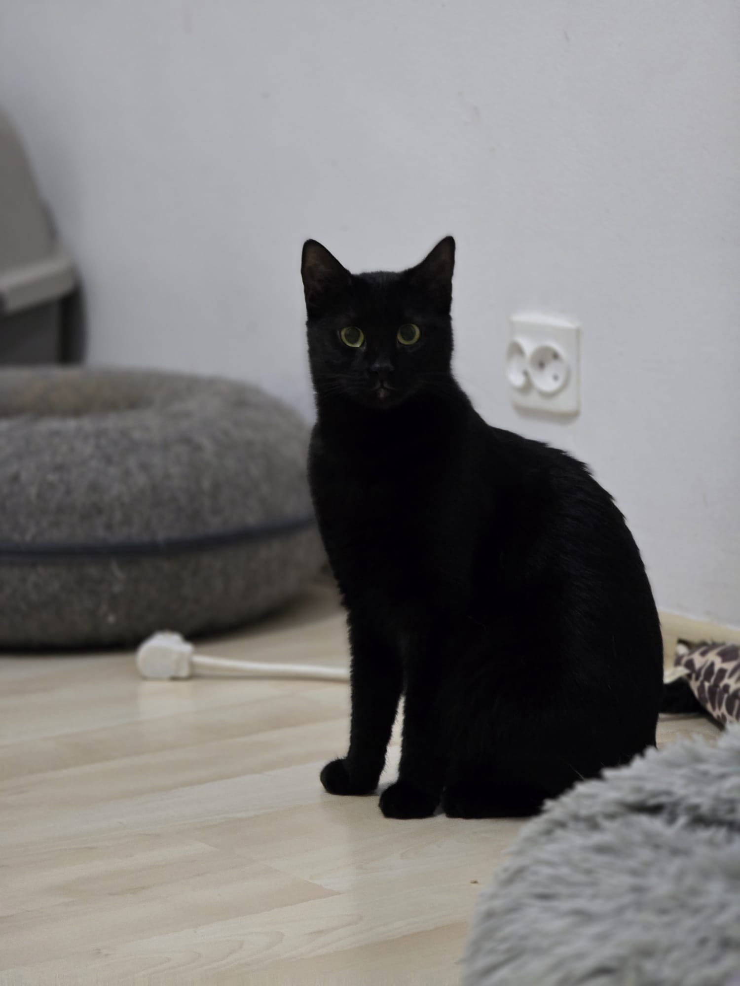 Minnie – fetita –  de adoptat si iubit toata viata (1 an)