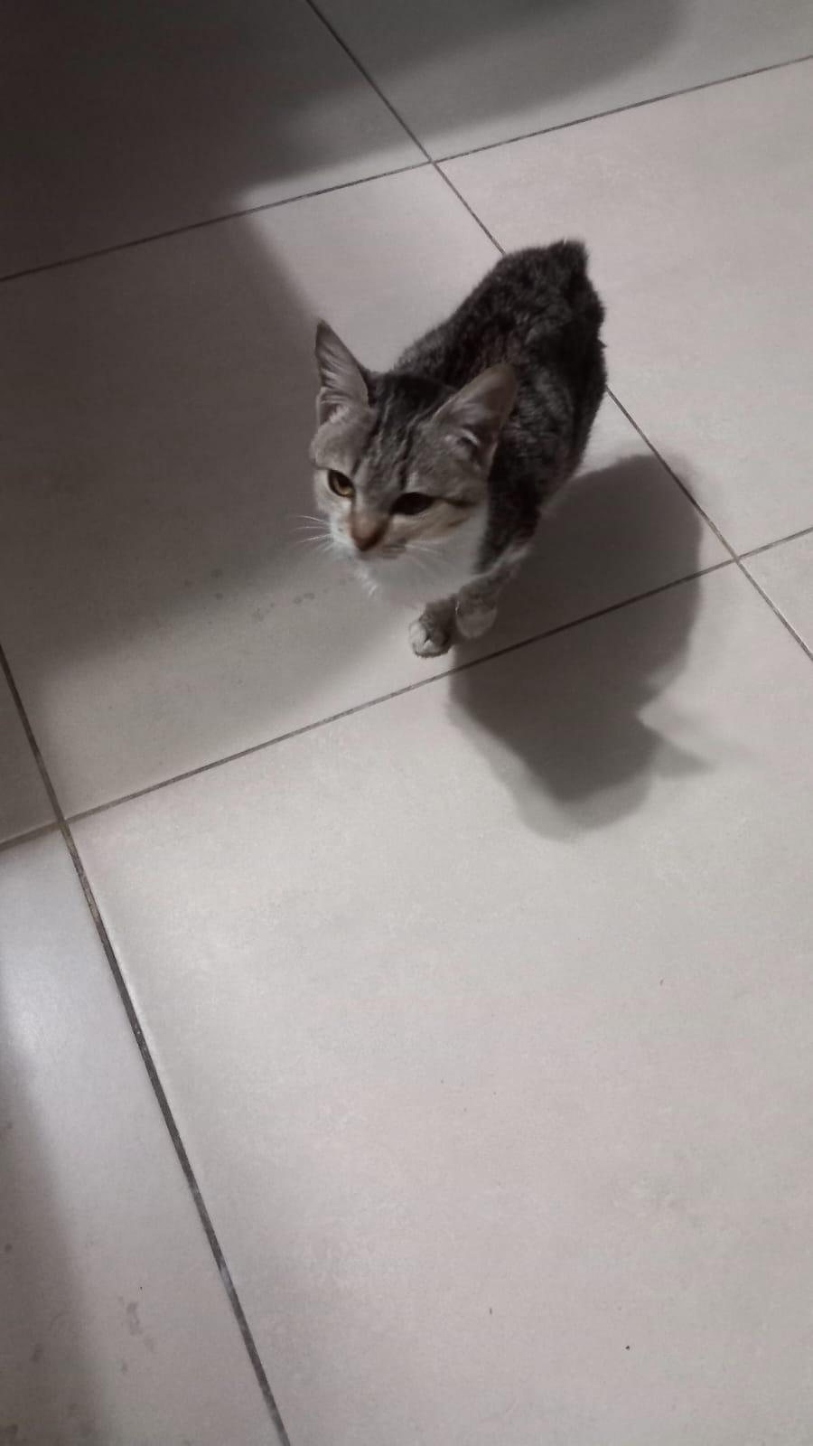 Gasit pisicuta pe strada-aprox. 2 luni si jumatate, tratata, vaccinata oferita spre adoptie.