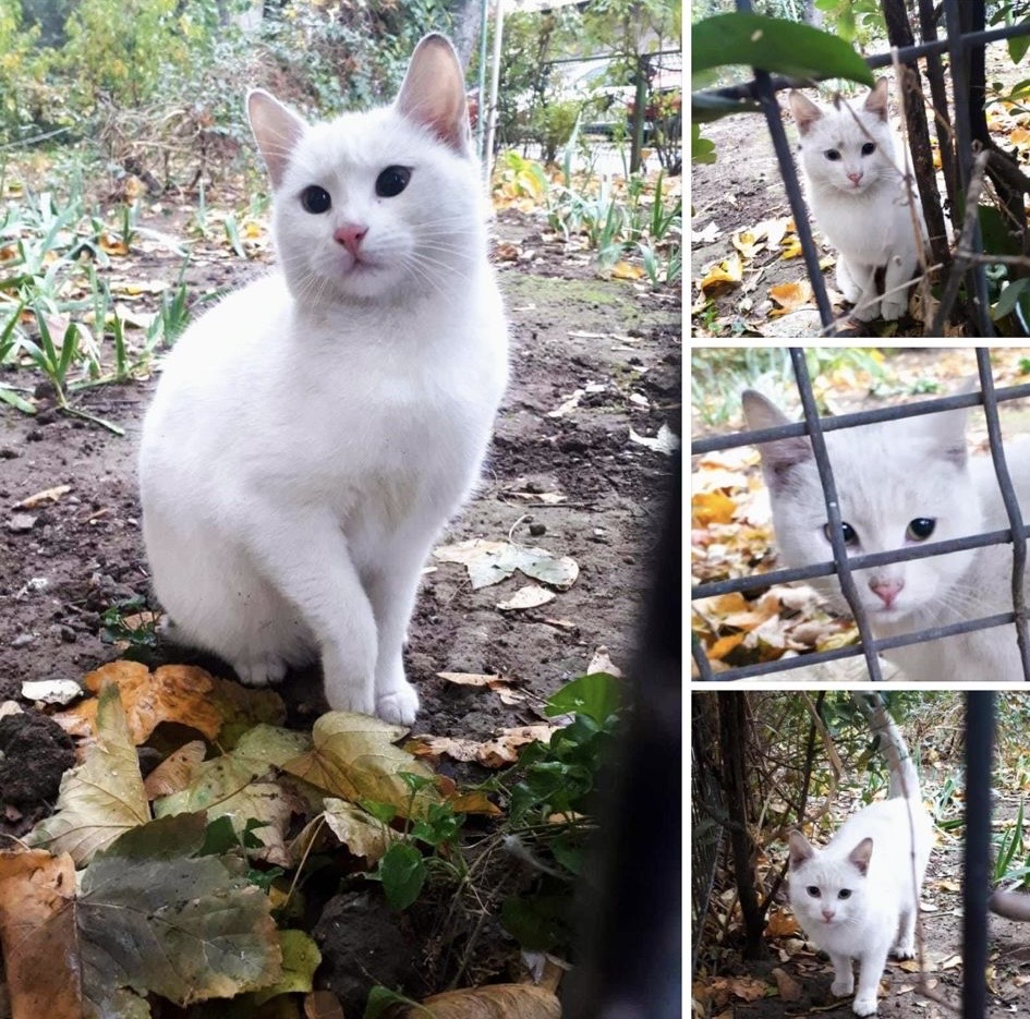 Adoptă Norul de Blană: Motănel Alb în Căutarea Căminului Perfect!