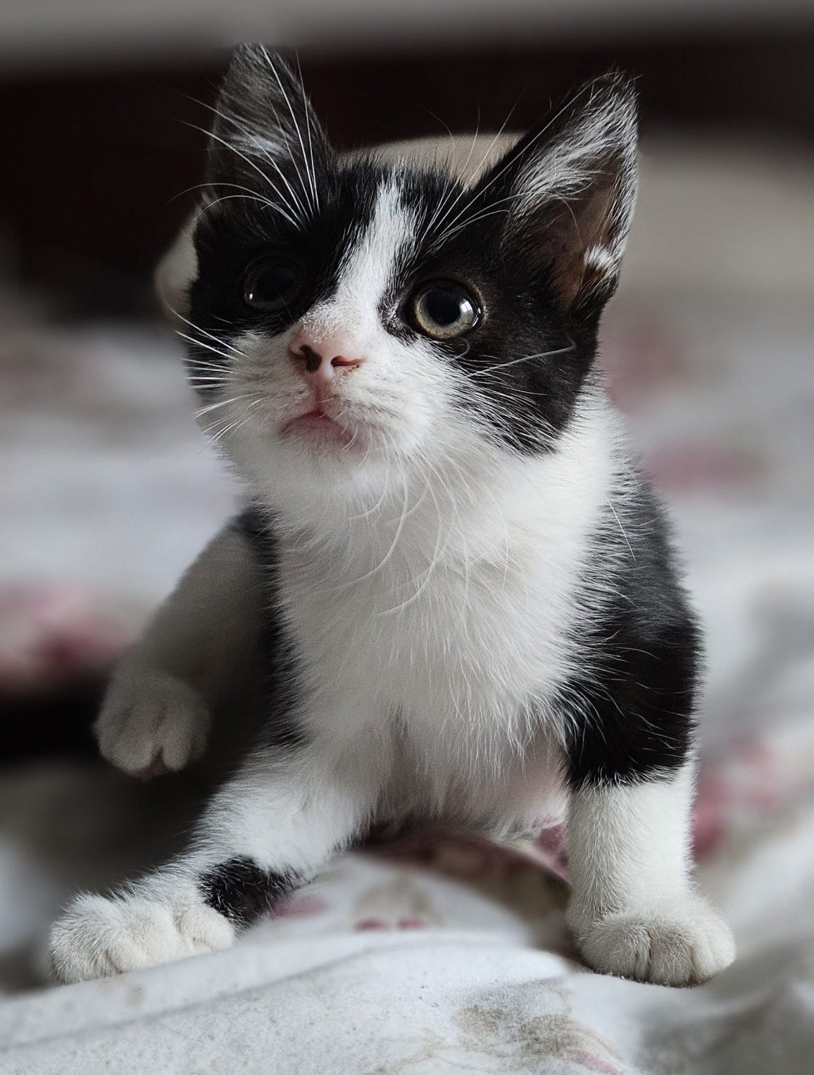 Oferim spre adoptie 2 fratiori