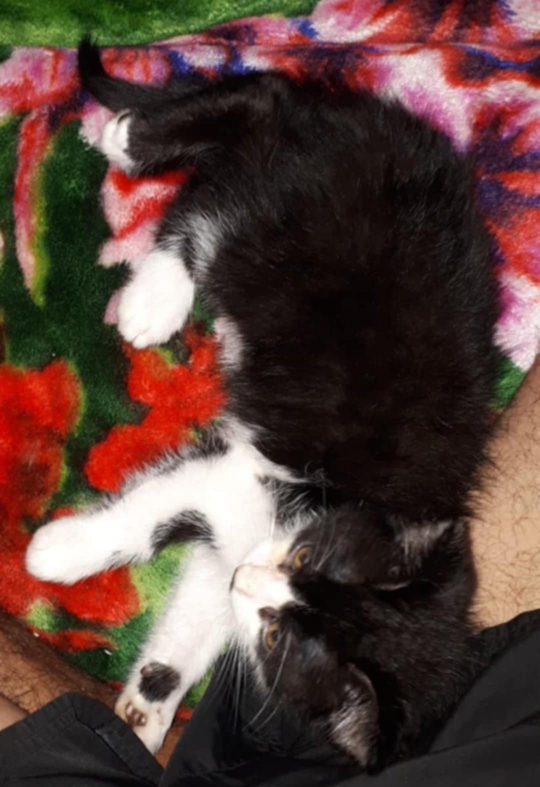 Dau in adopție pisici