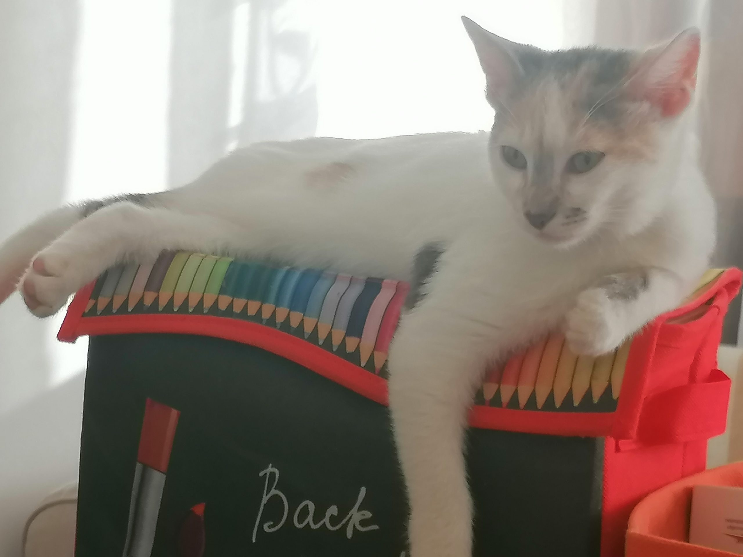Pui pisica