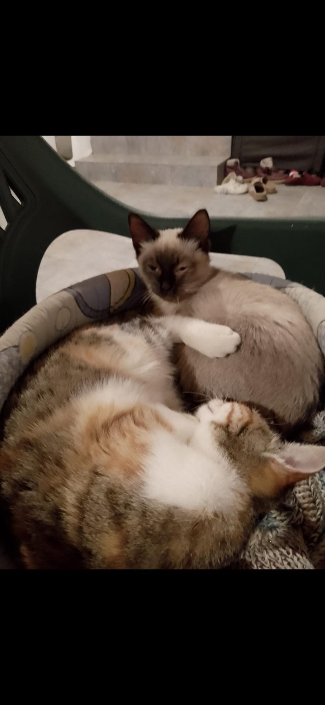 Max, metis Siamez, 4 luni, perfect sănătos