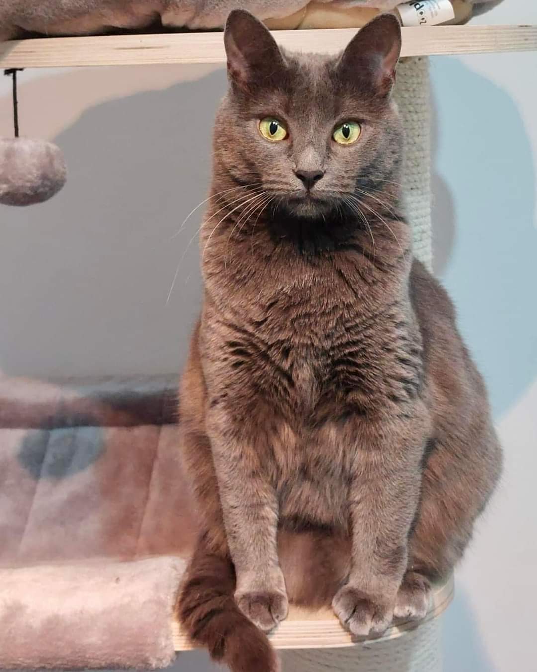 Adopții pisici