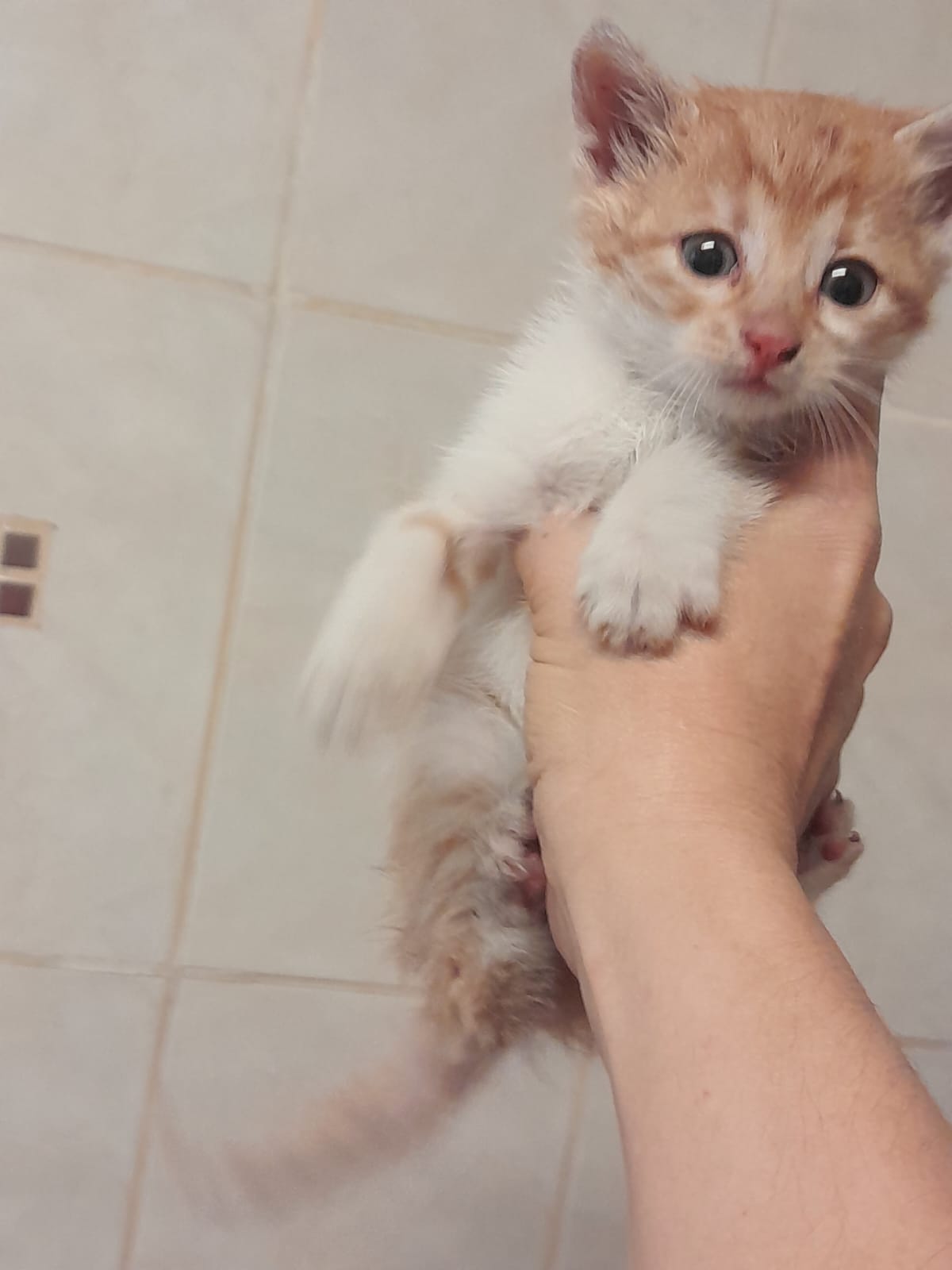 Upgrade A fost adoptat