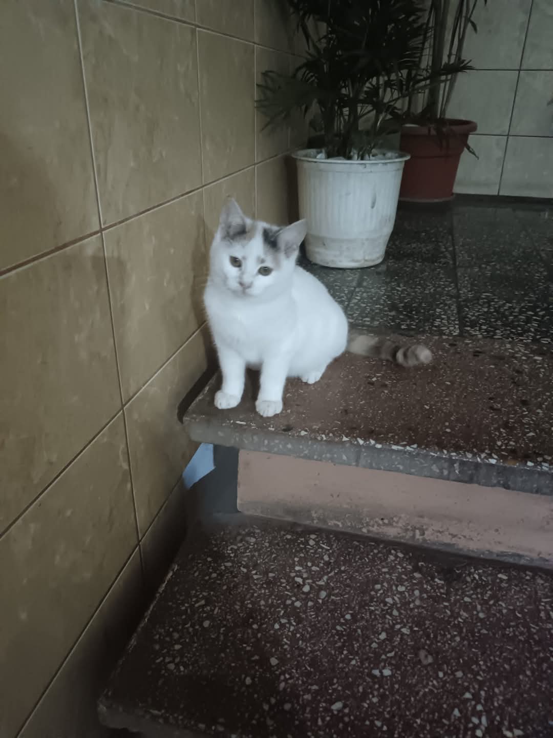 Adopții pisici