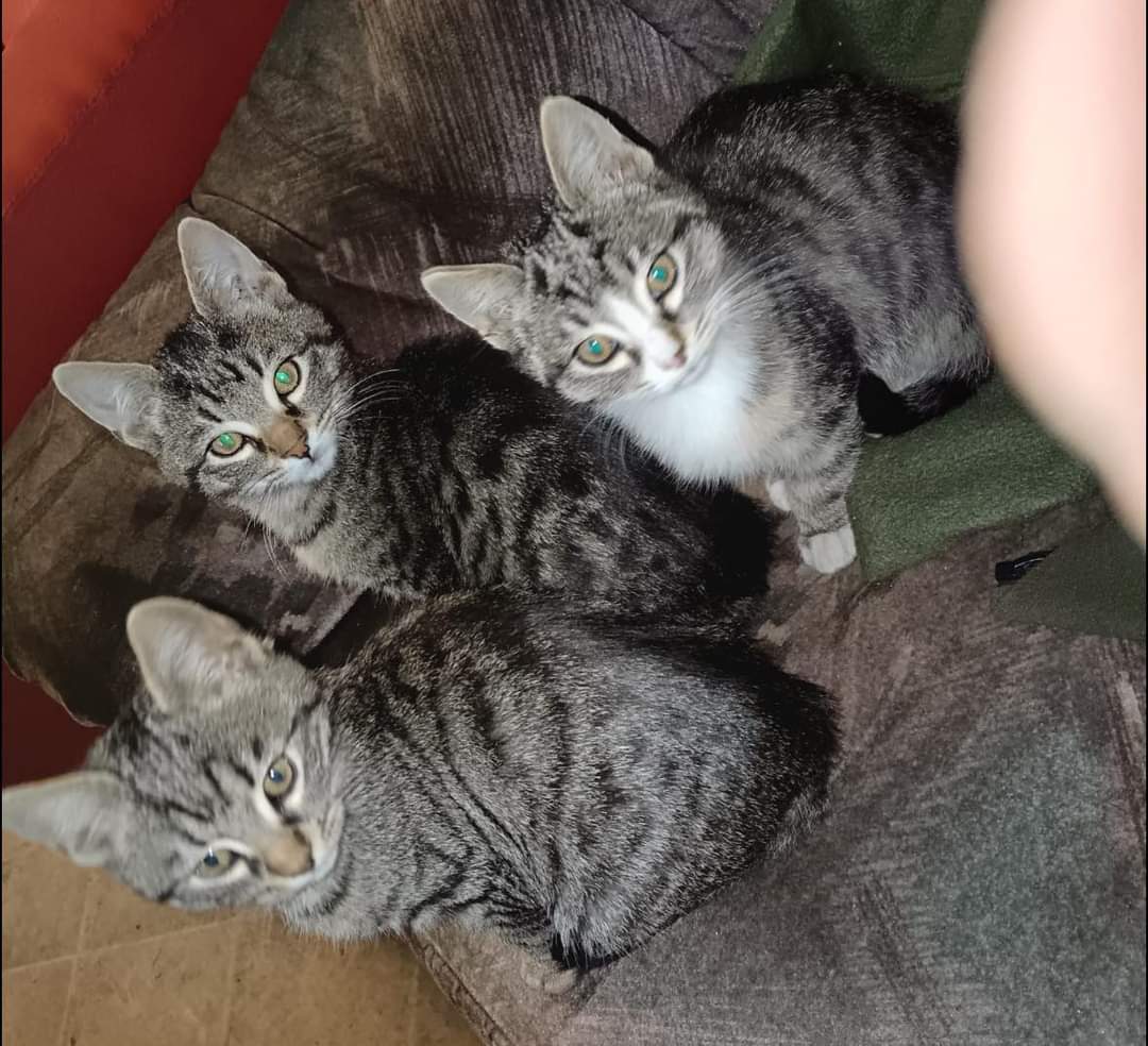 Adopții pisici