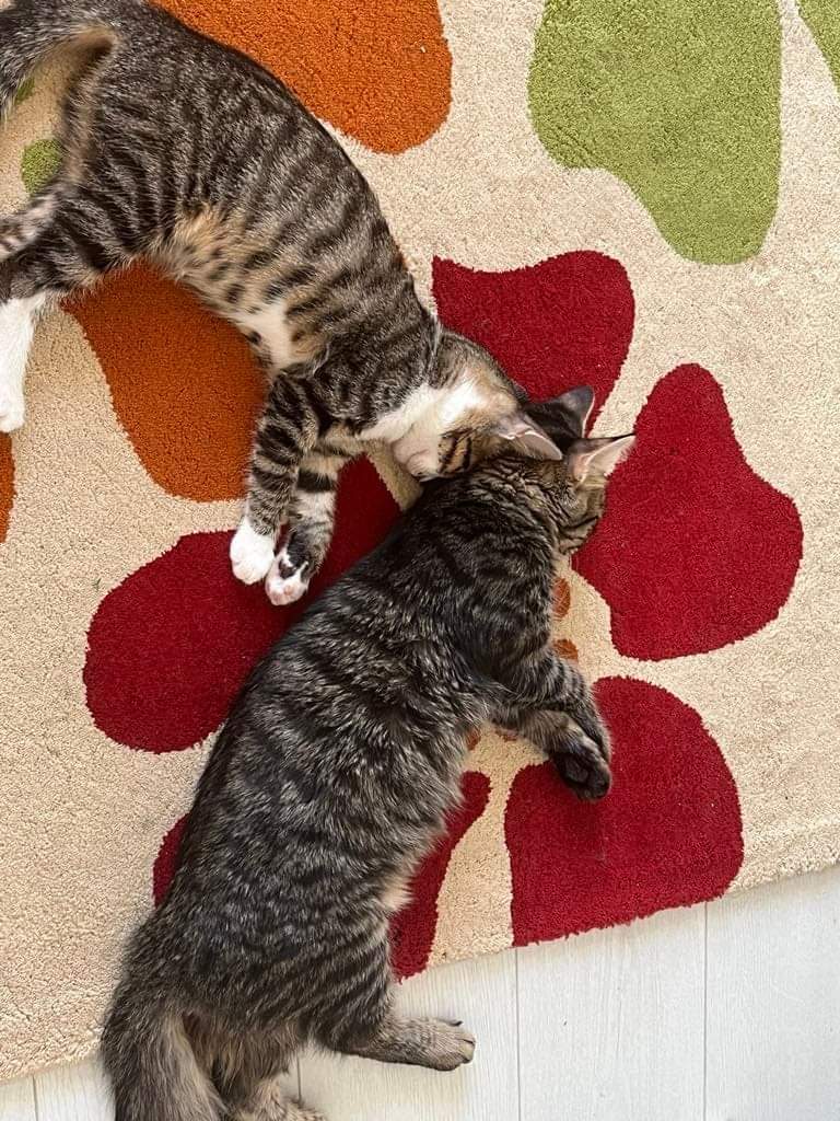 Adopții pisici