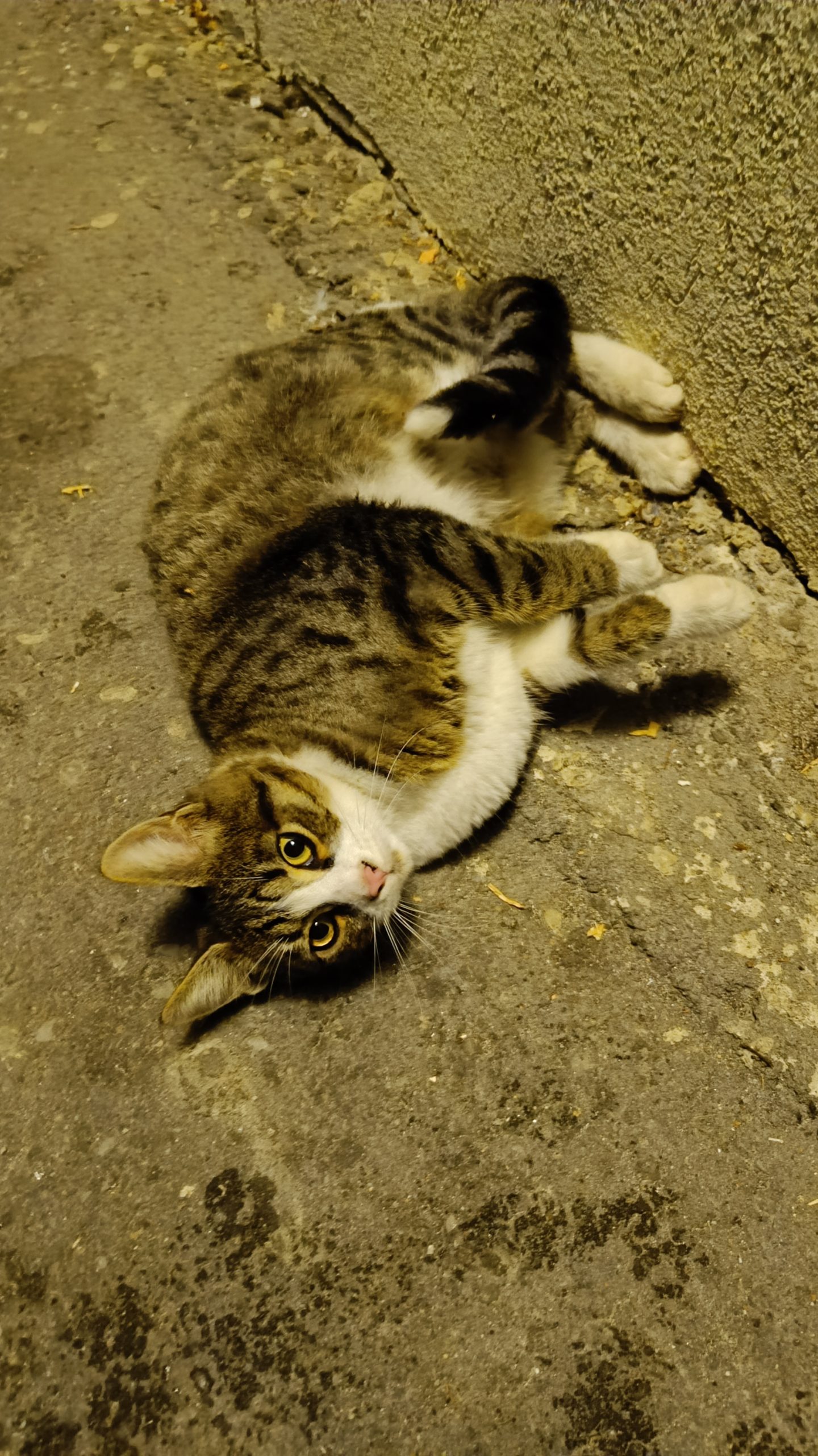 Motănel grăsunel pentru adopție