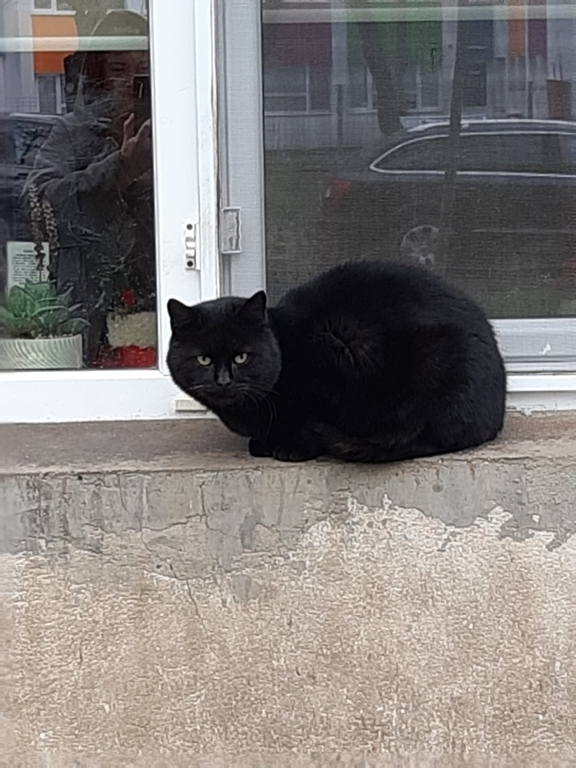 Adopție urgentă!