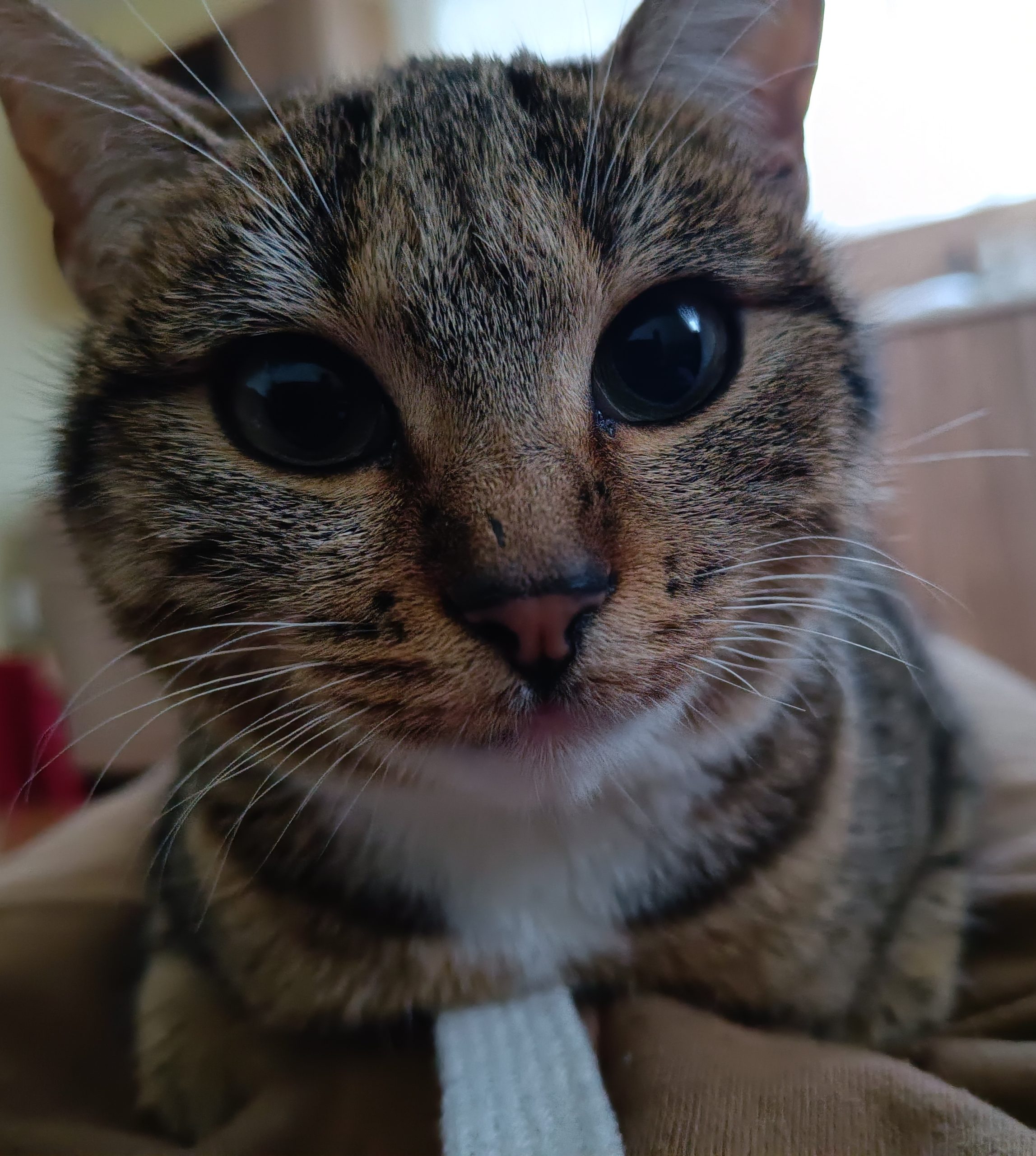 Adopție pisica – caută o casă iubitoare