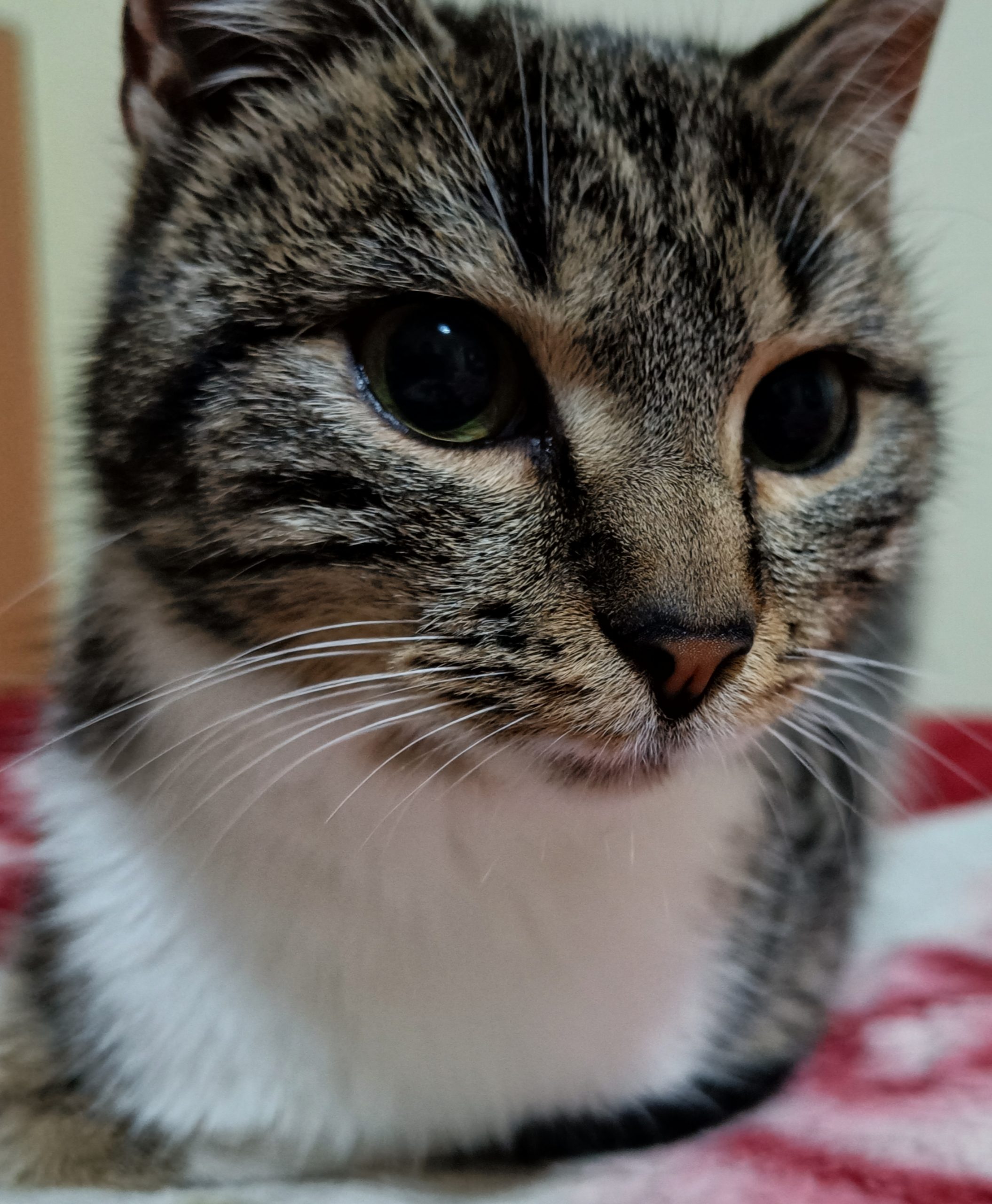 Adopție pisica – caută o casă iubitoare