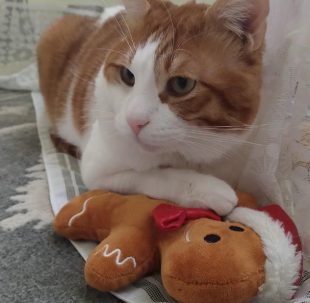 American shorthair mix, castrat/vacc