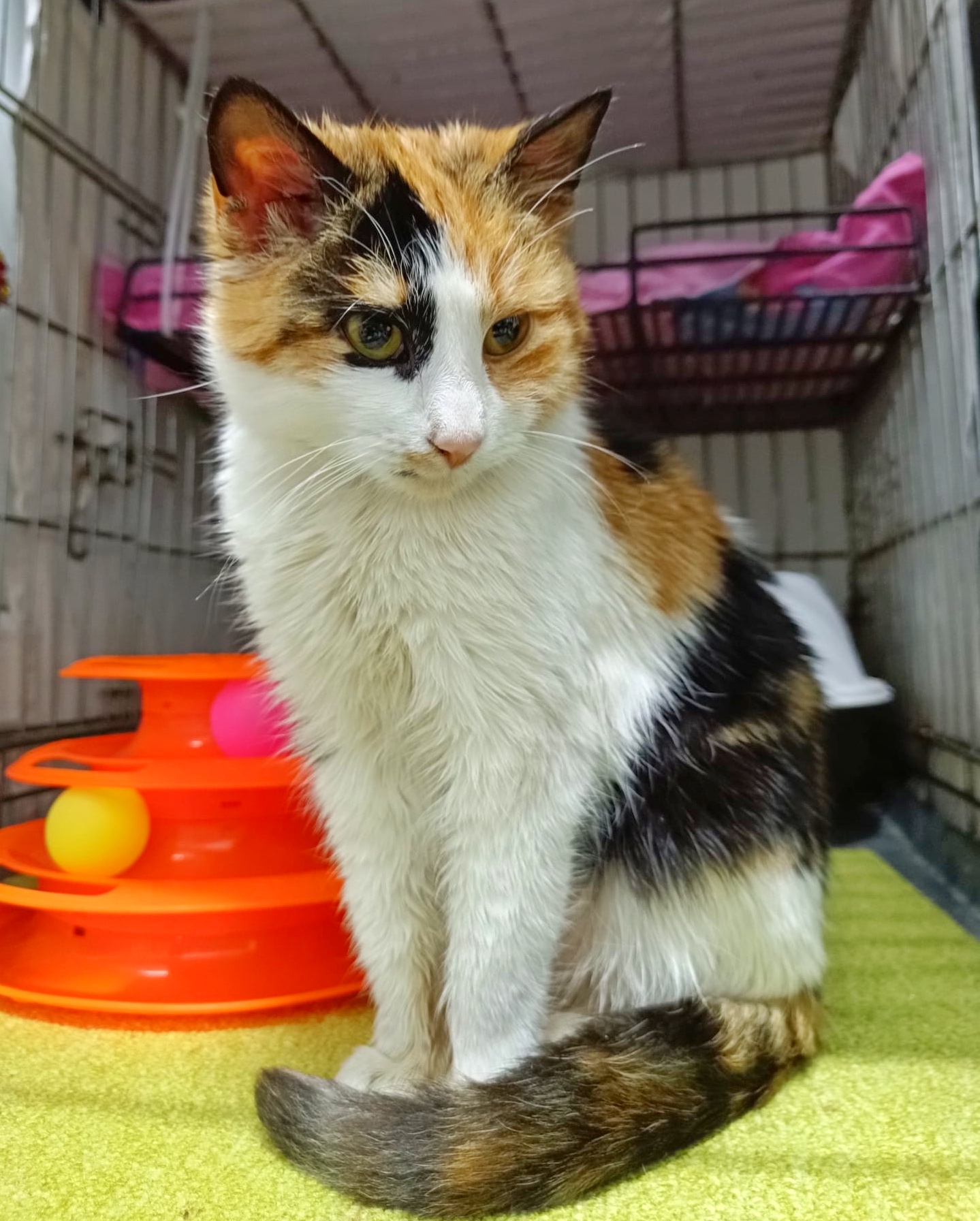 Lucia poate fi minunea ta de Crăciun. Adopt-o!