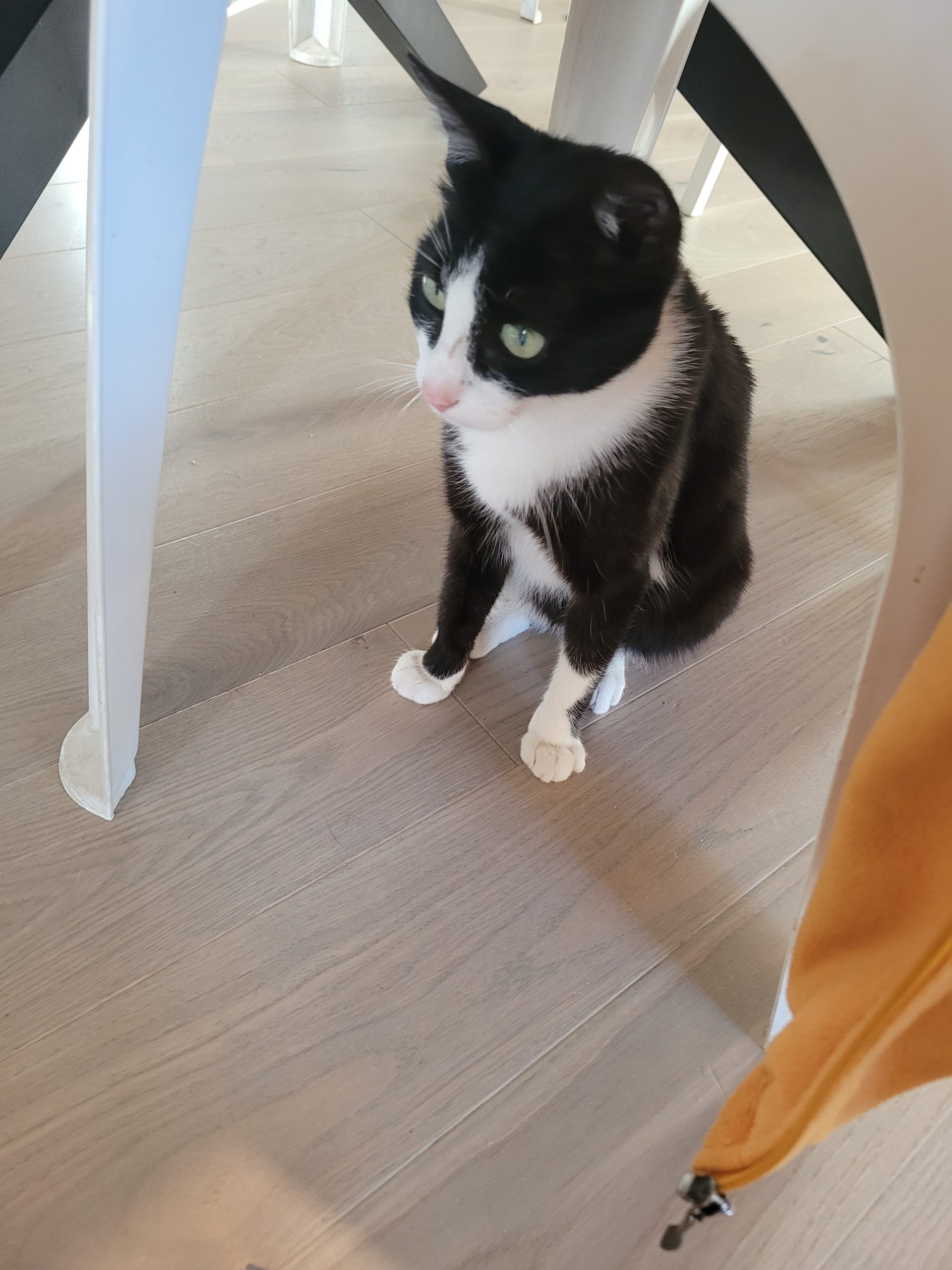 Pisicuță adorabilă, Oreo, caută o familie iubitoare!