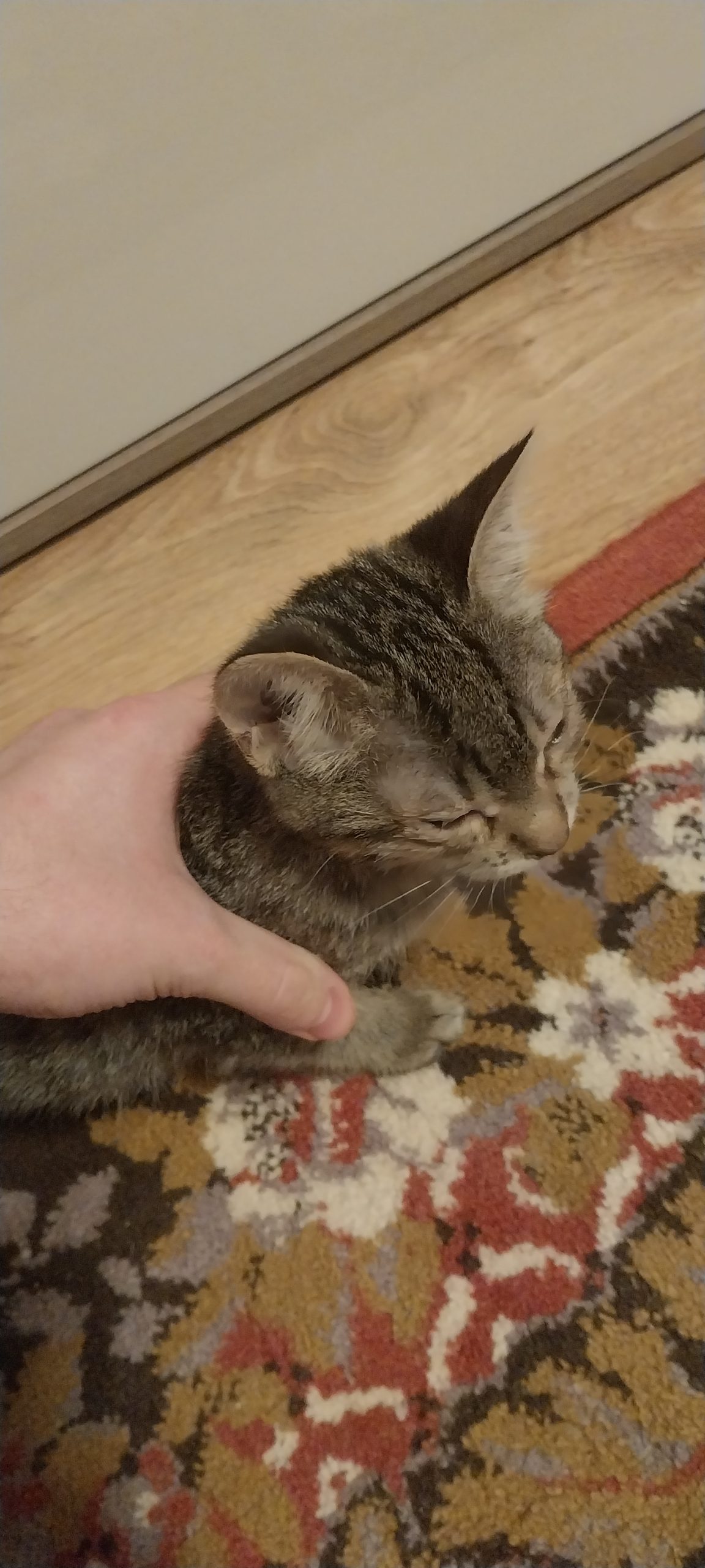 Pisicuta adorabila in cautare de casa!