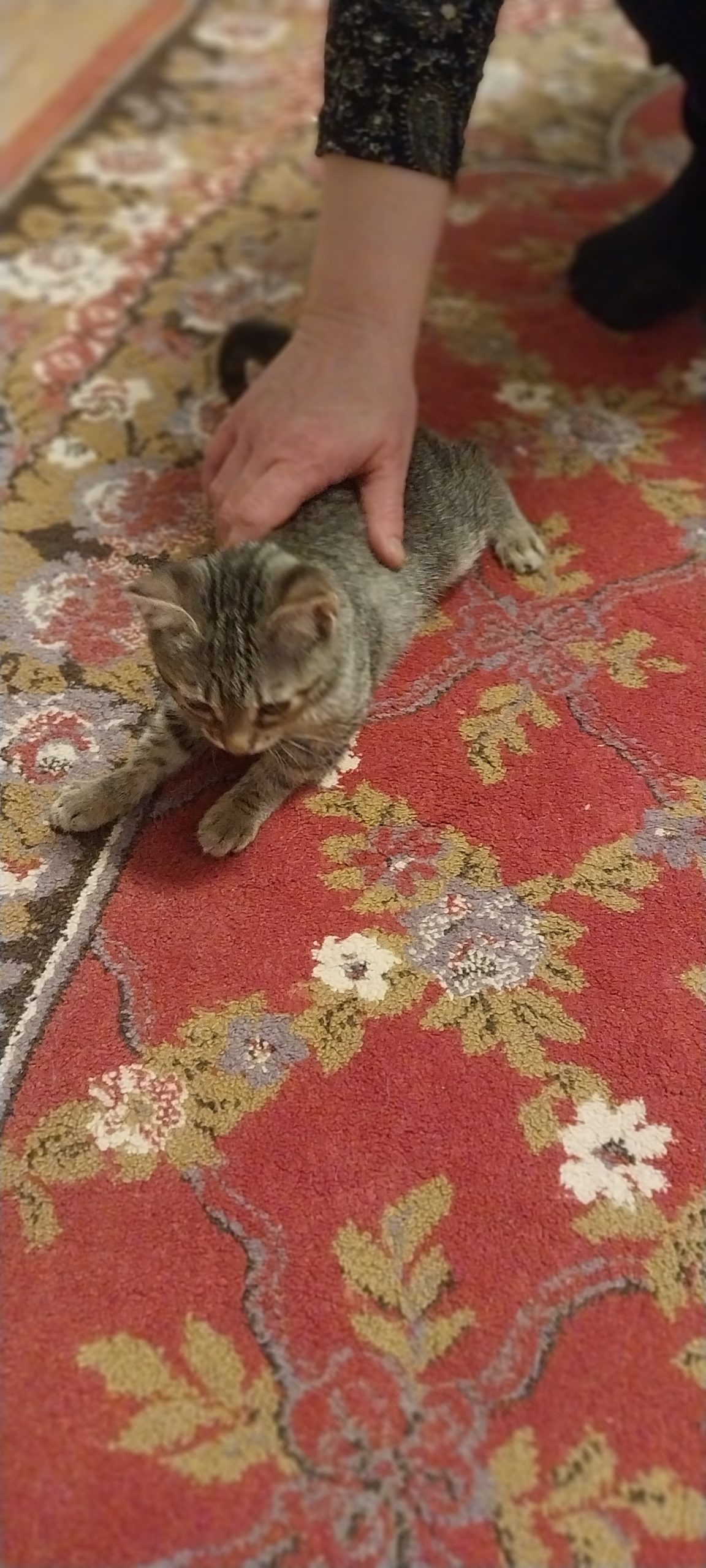 Pisicuta adorabila in cautare de casa!