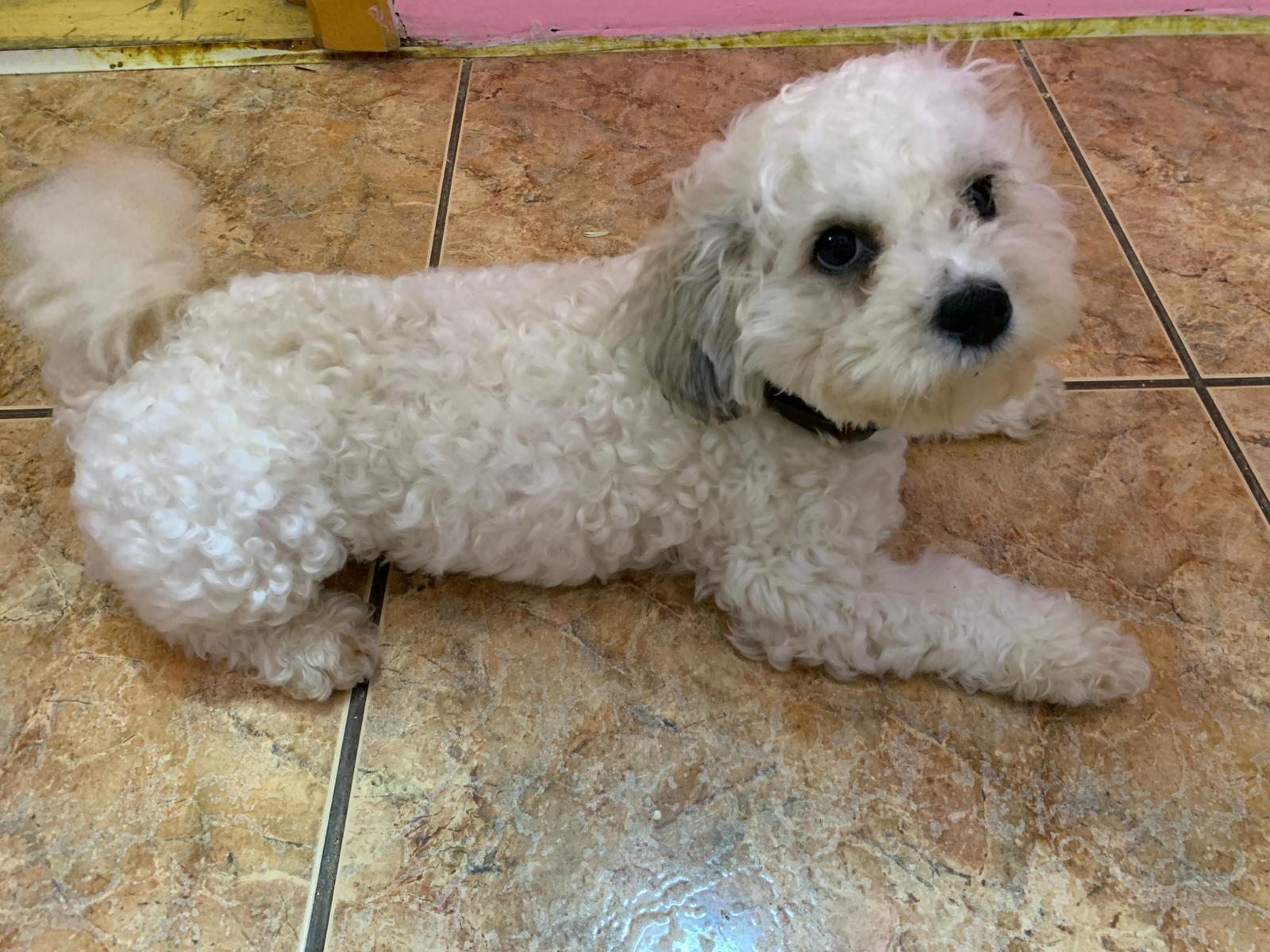 adopție responsabilă