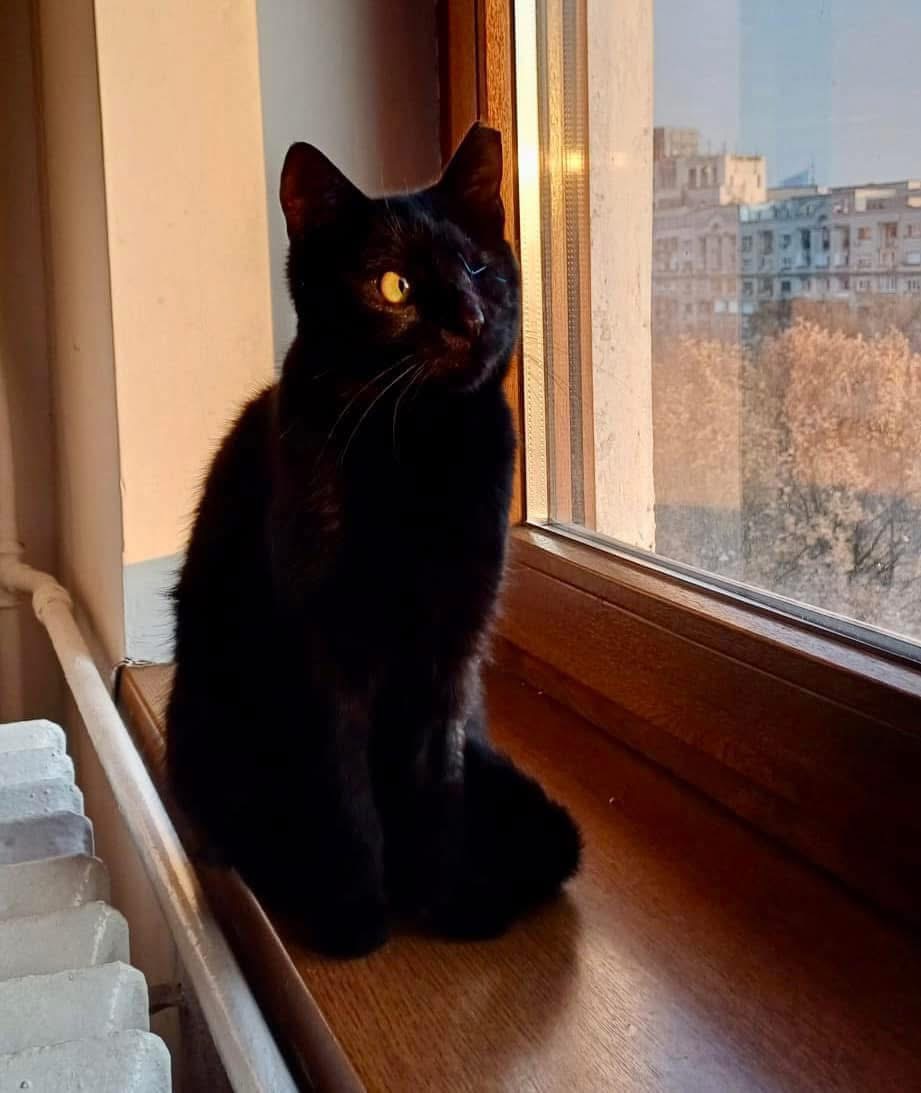 🖤 Selma, cea mai dulce pisicuță pirat