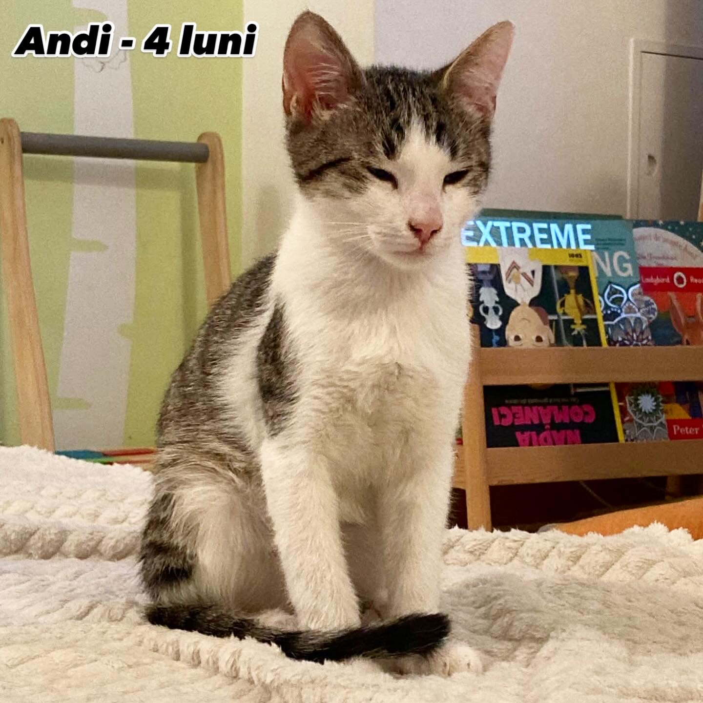 Pisoi de 4 luni isi asteapta familia! ❤️