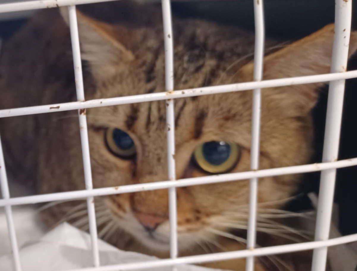 Bursuc, un baietel care inca mai spera sa fie adoptat si salvat
