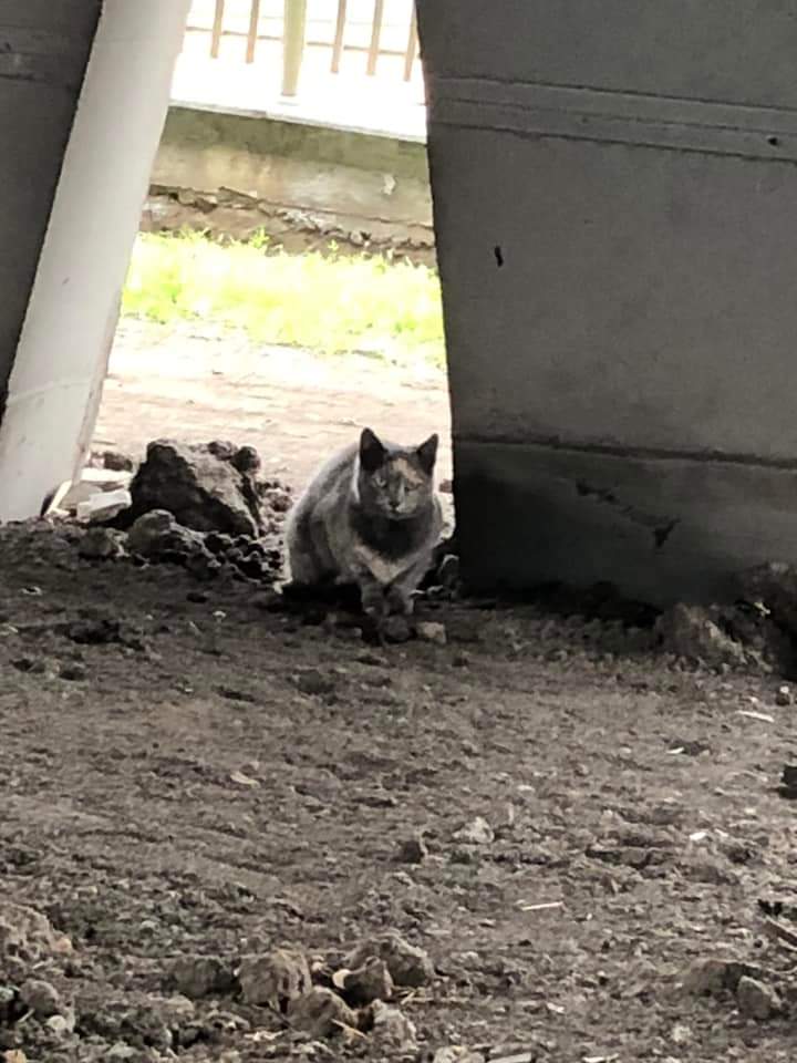 Adopții pisici