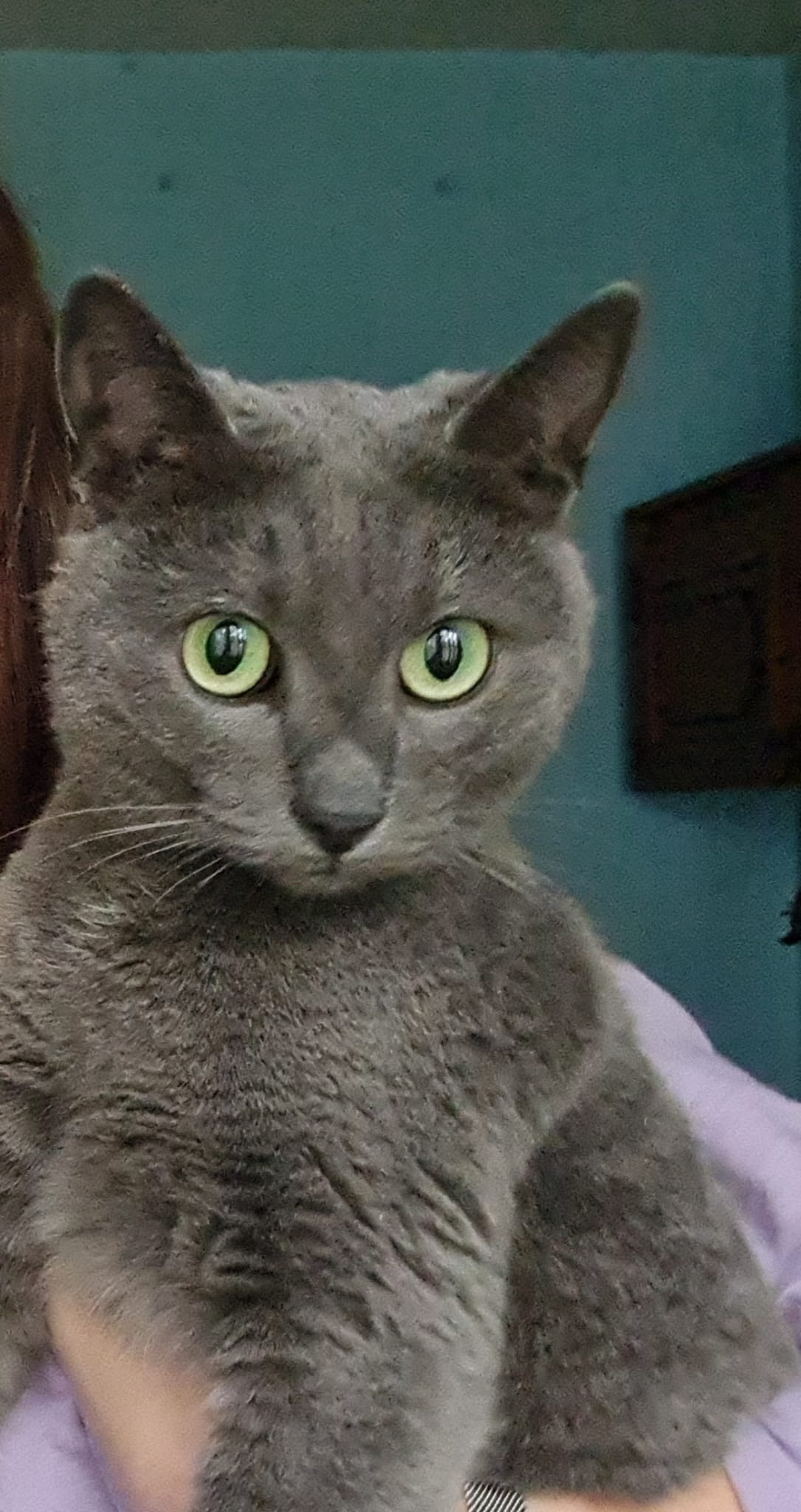Si-a gasit stapan ❤️ Masha, 1 an, sterilizata