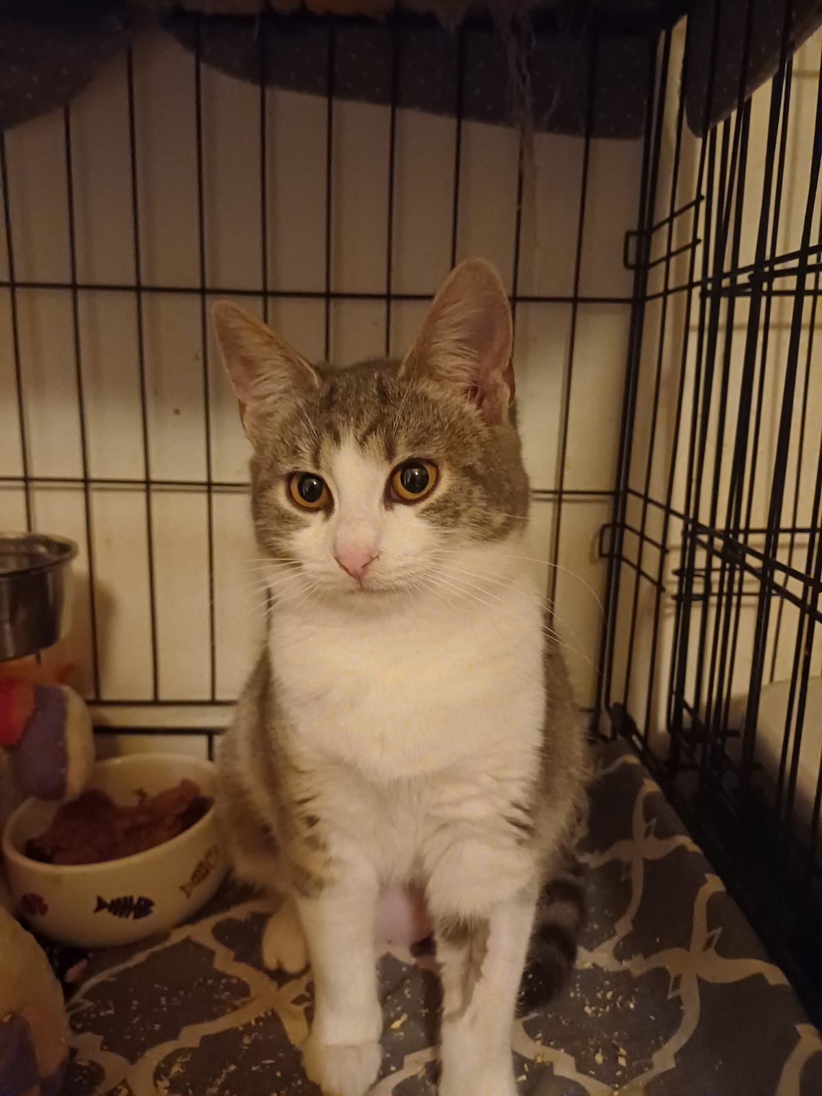 Adopt o familie