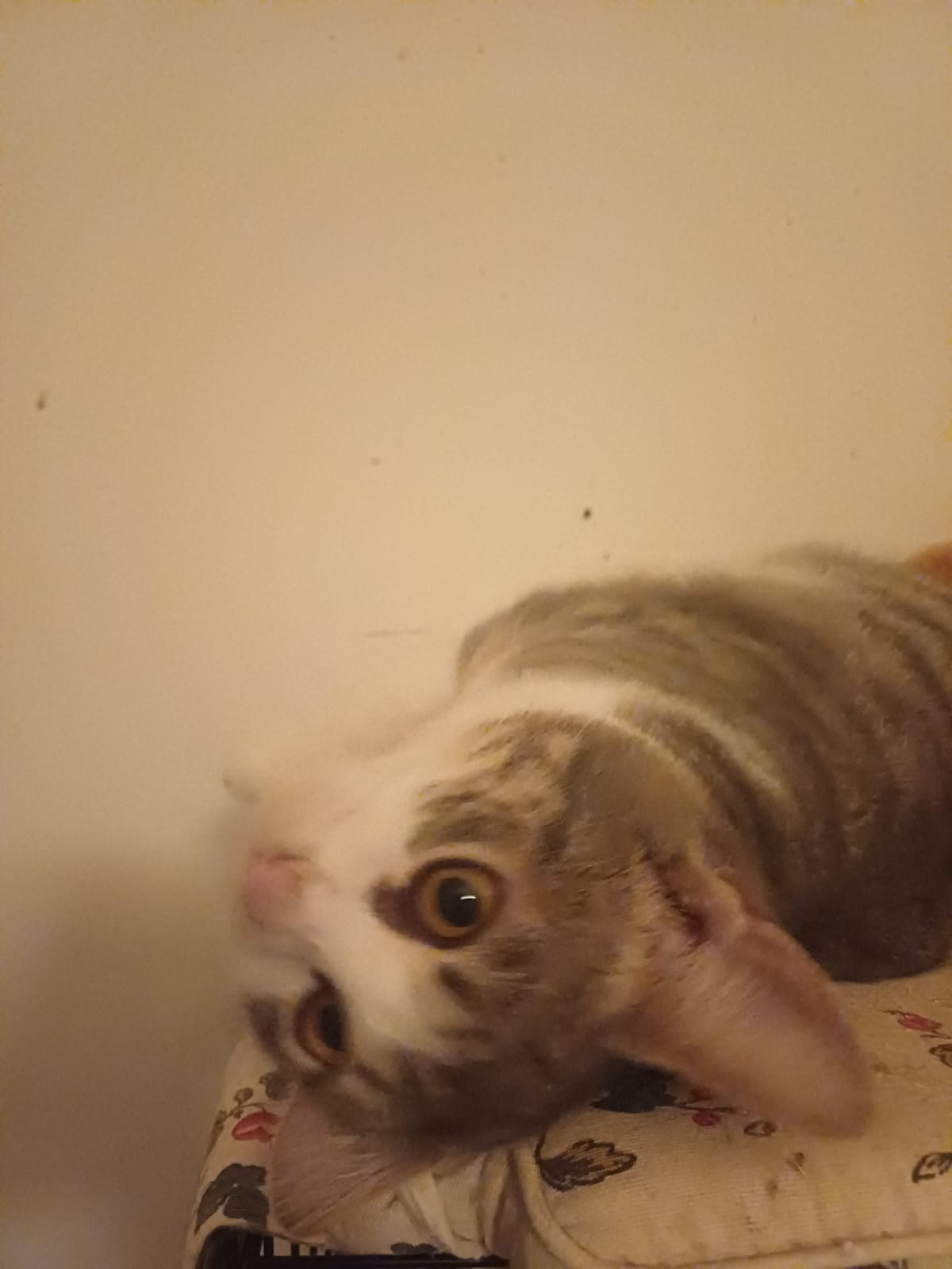 Adopt parinti iubitori 😍