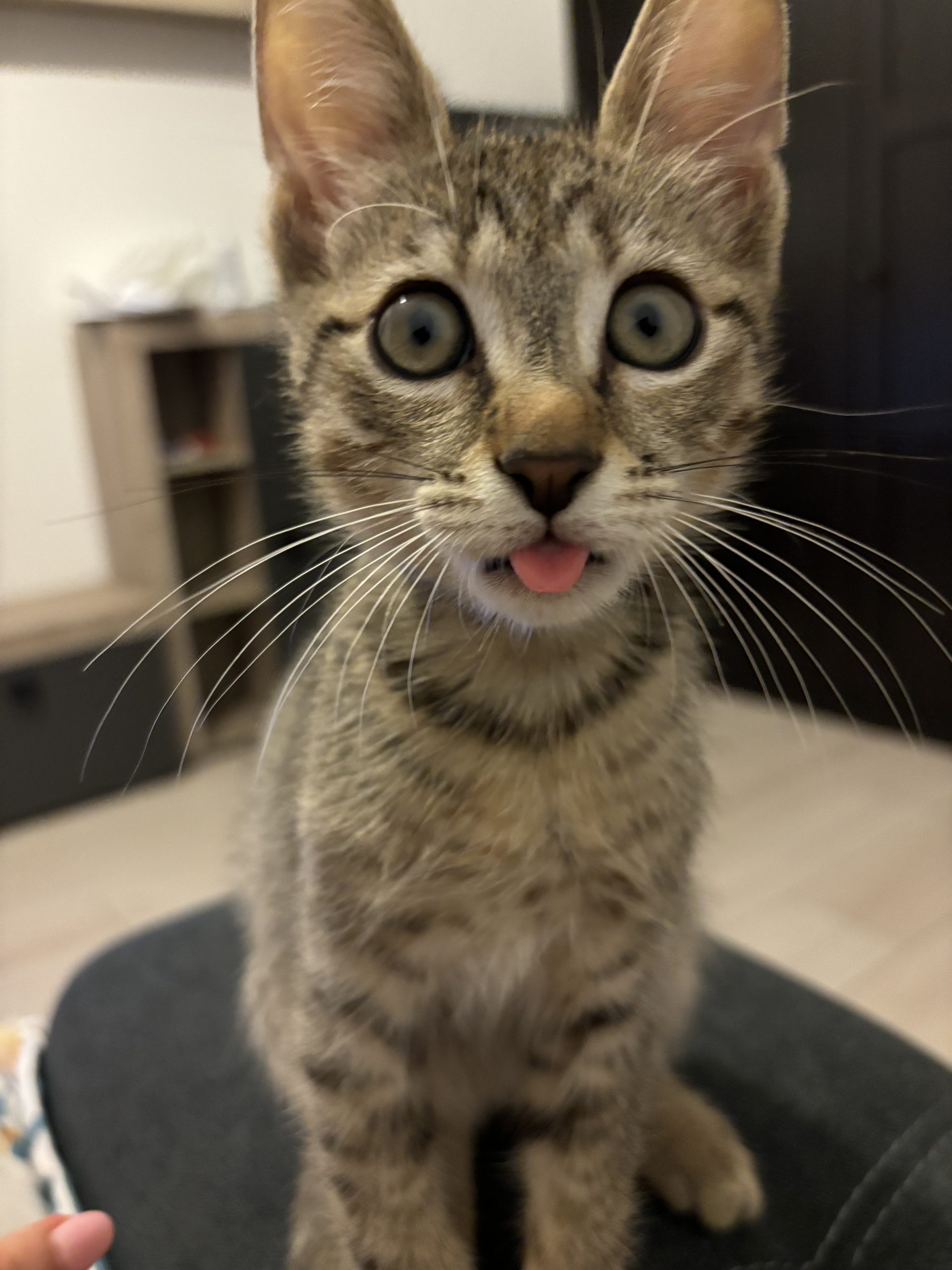Pisic spre adoptie