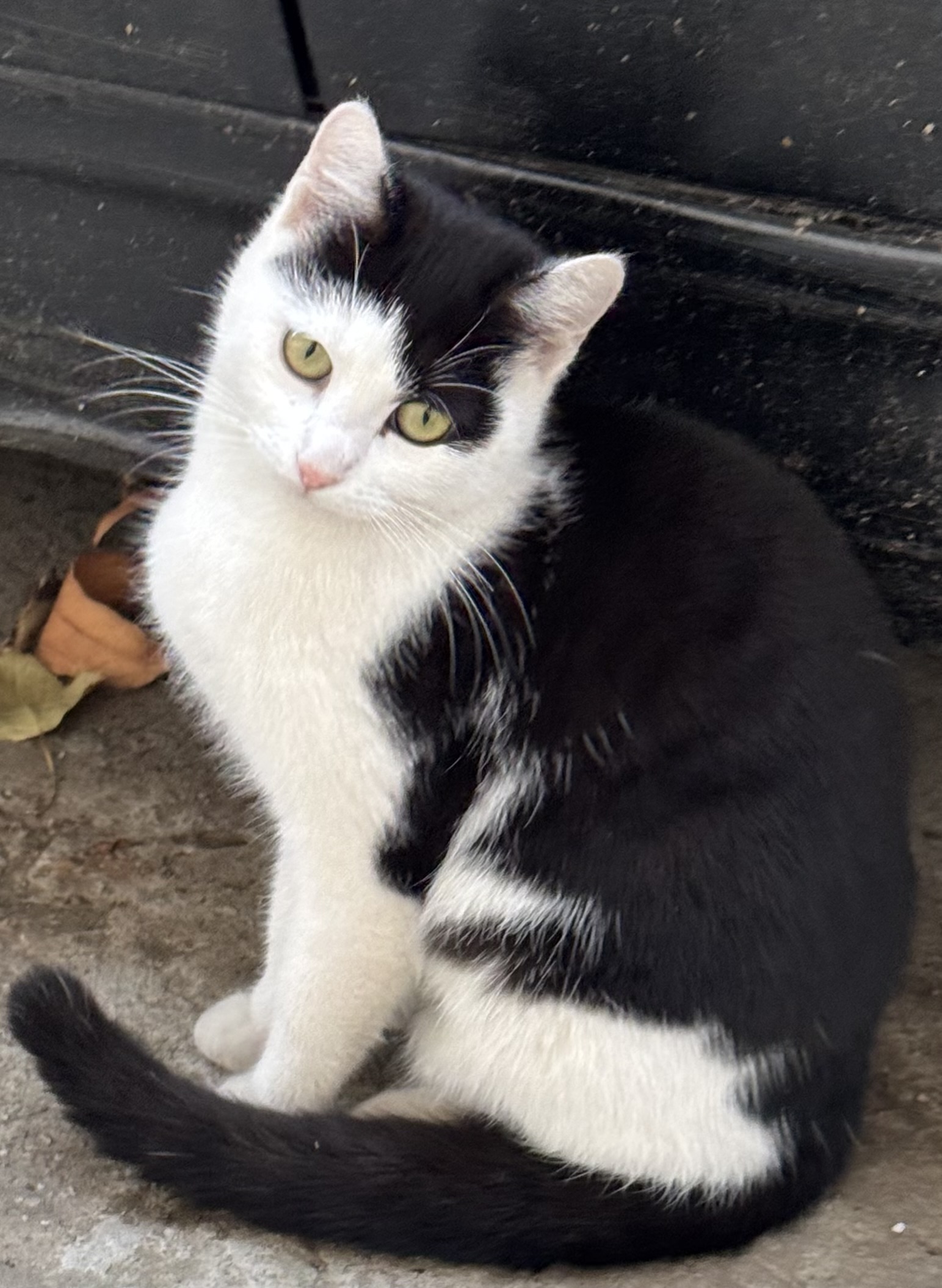 Adopție urgentă‼️