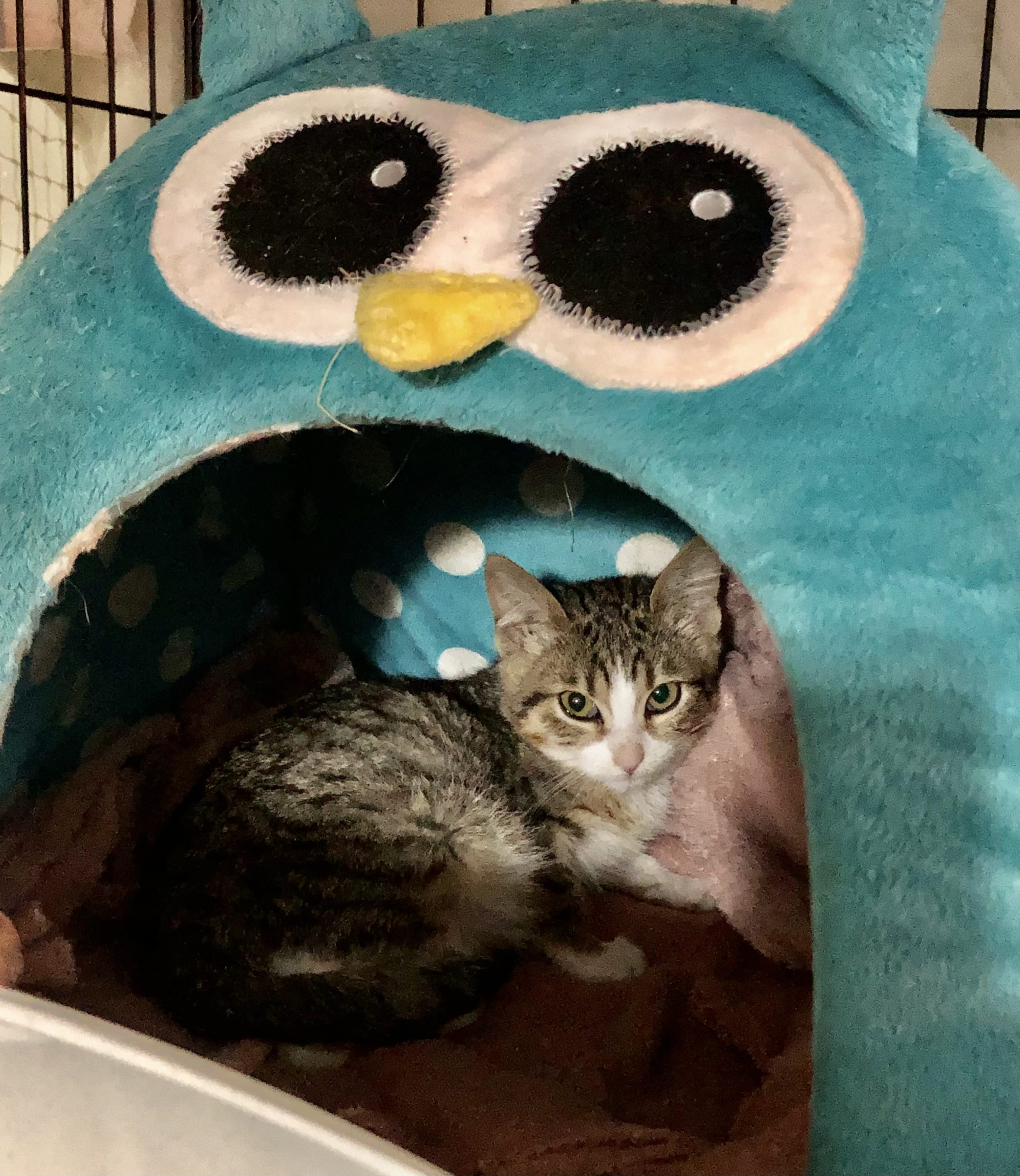 Minionă în căutare de adoptie